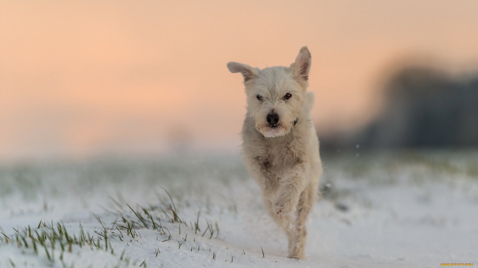 животные, собаки, собака, бег