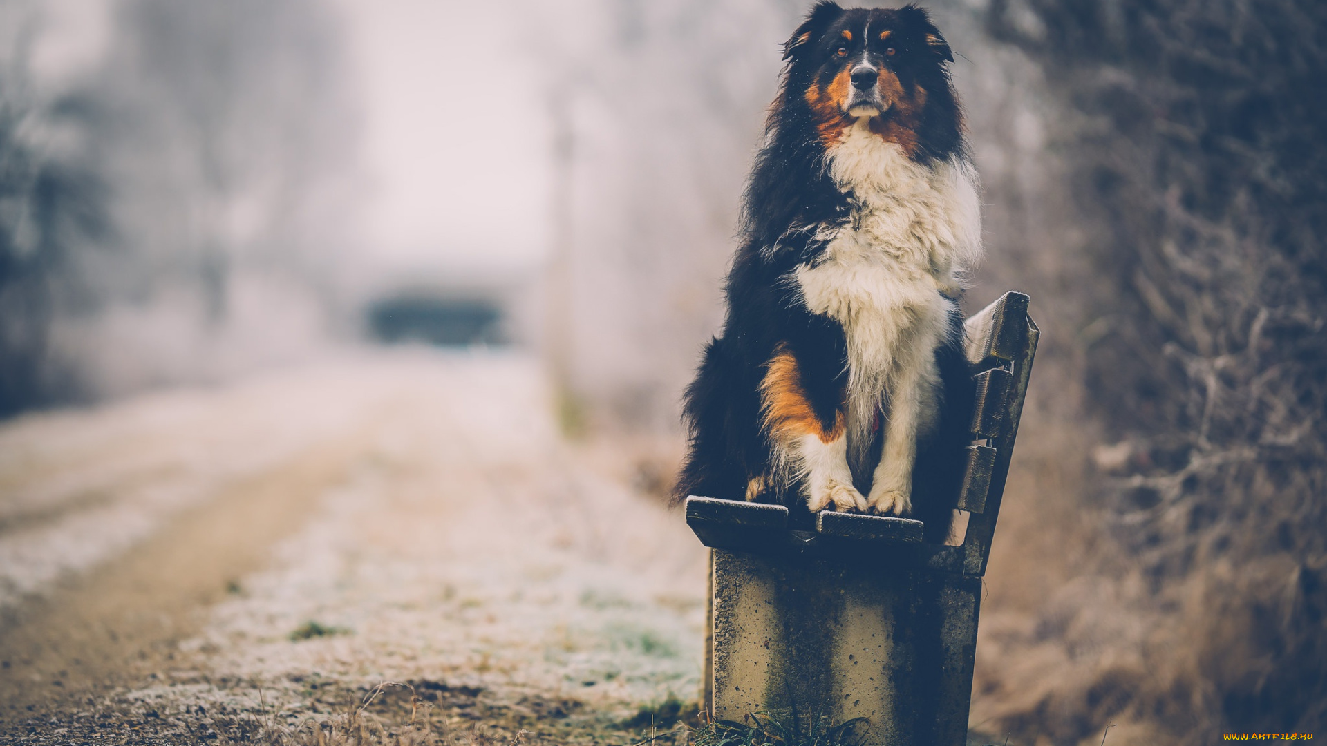 животные, собаки, собака, фон, взгляд