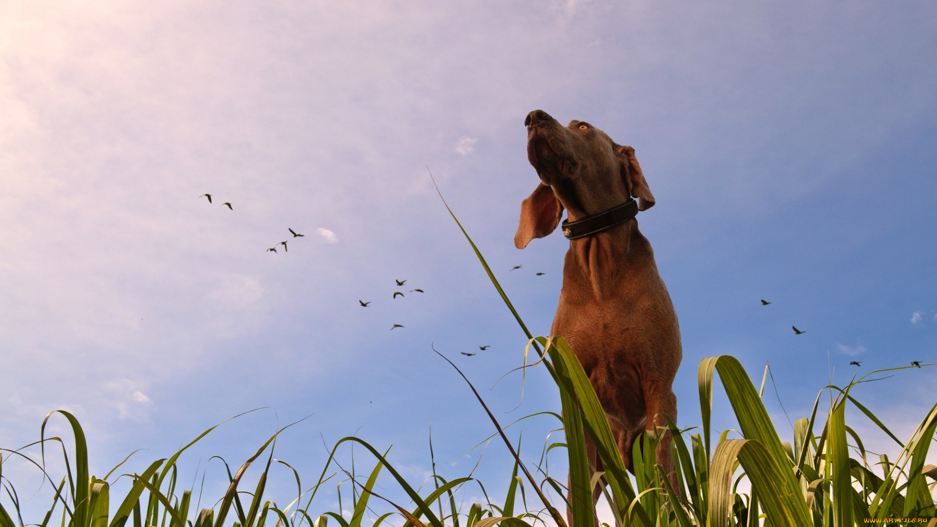 животные, собаки, взгляд, собака, фон