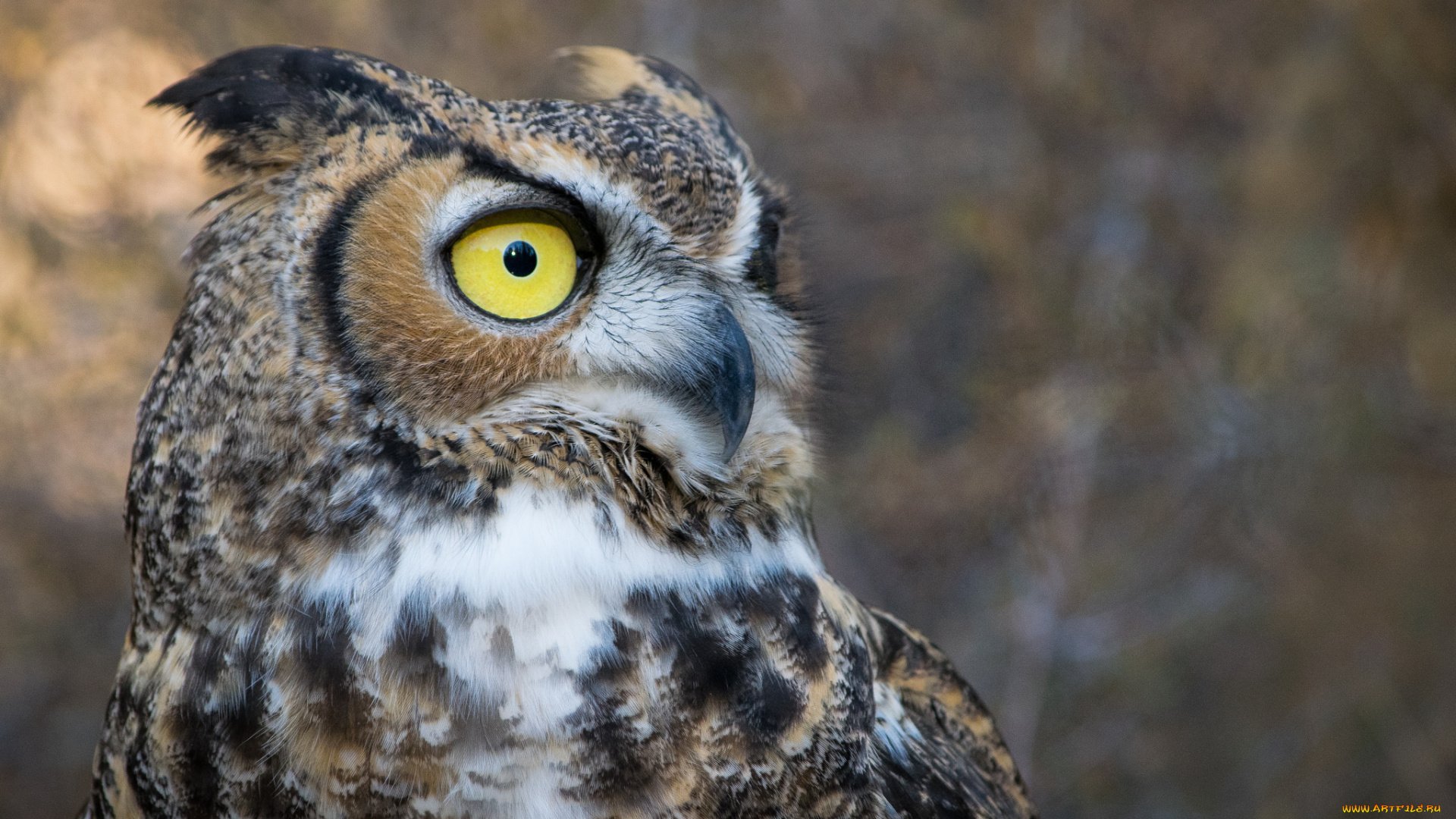 животные, совы, птичка