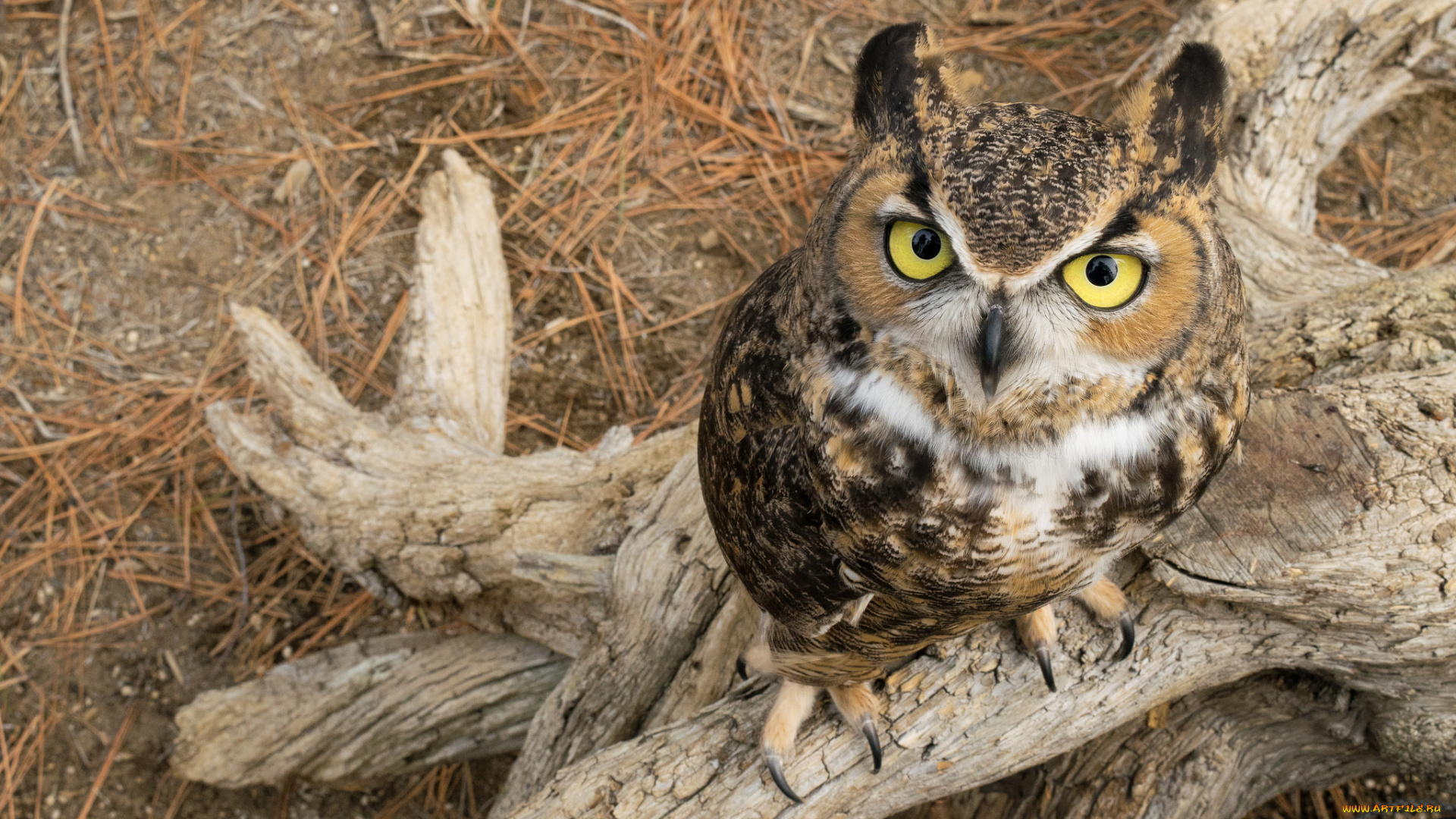 животные, совы, птичка