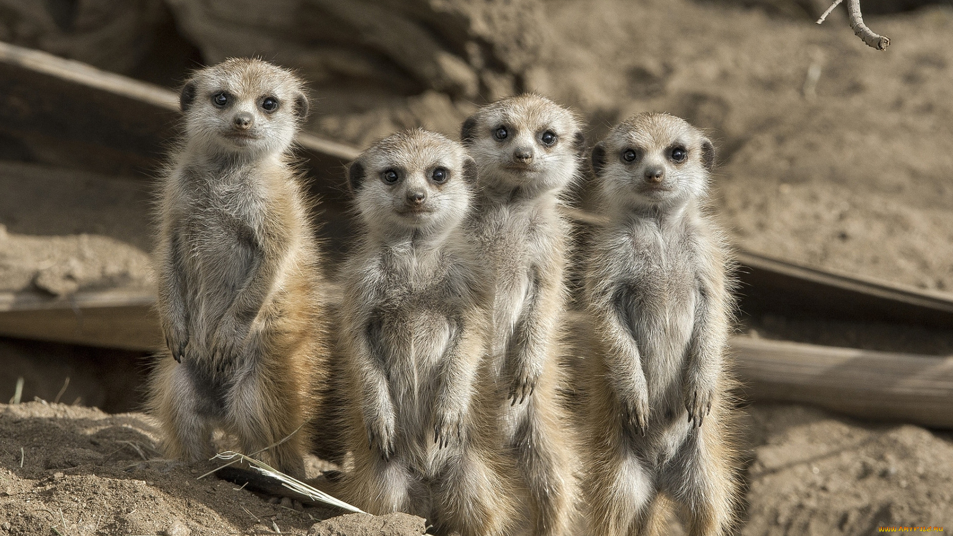 животные, сурикаты, грызуны, семья