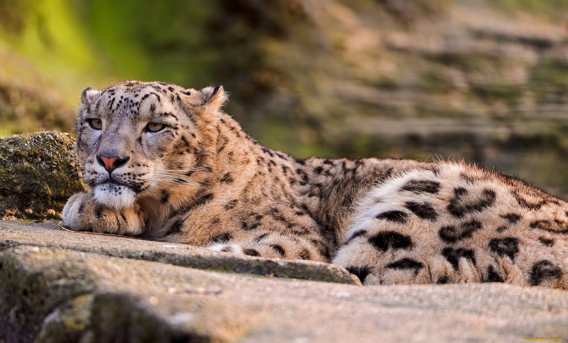 животные, снежный, барс, , ирбис, барс, камни, хищник, зверь