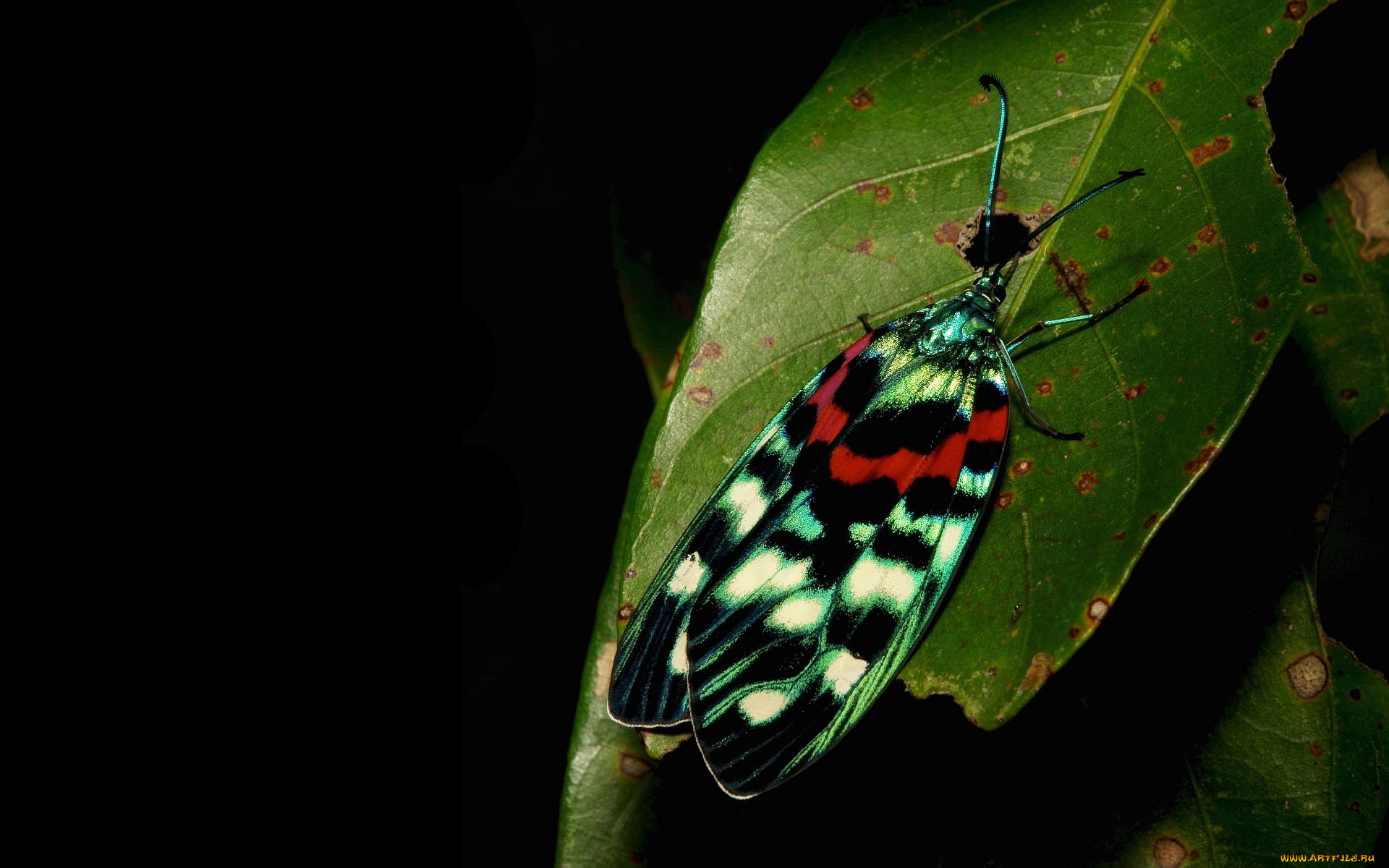 животные, бабочки, , мотыльки, , моли, бабочка