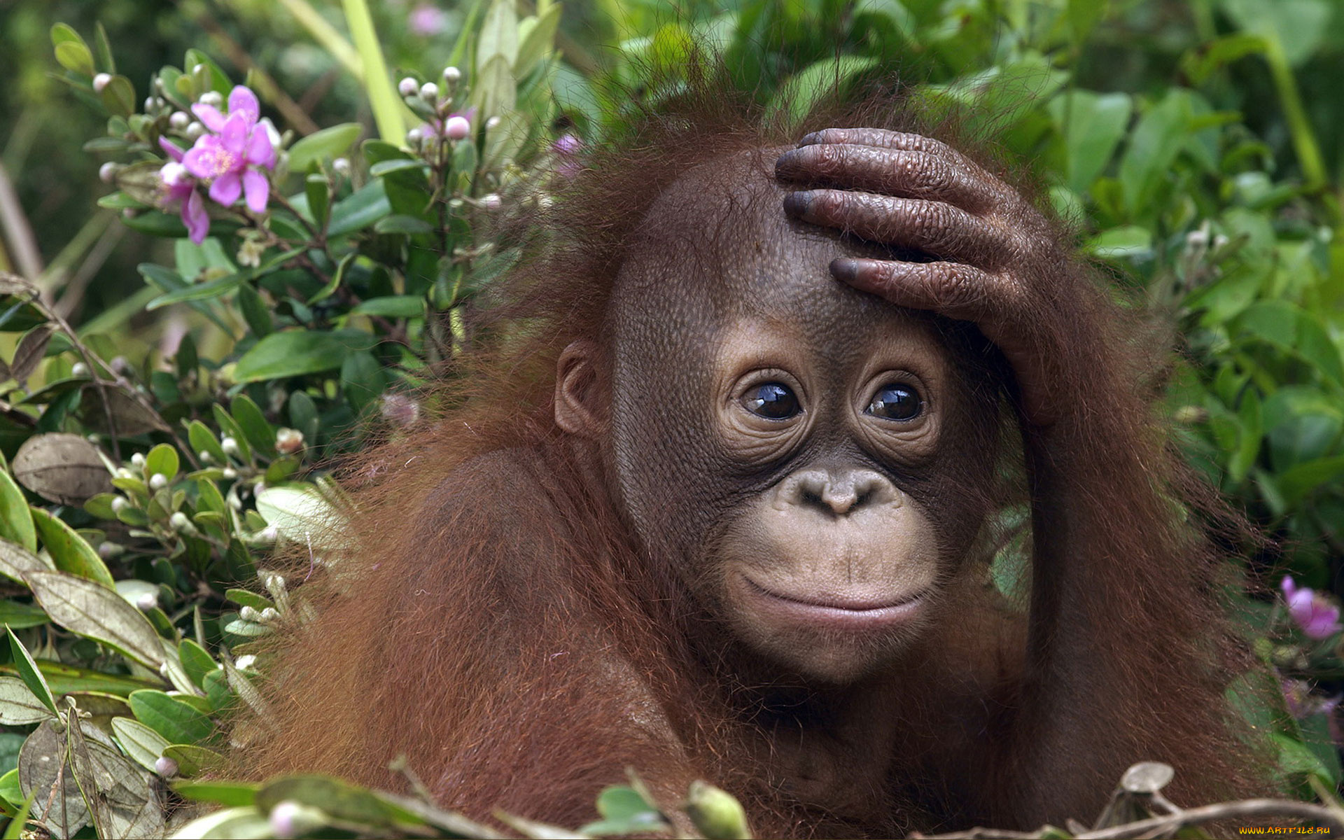 животные, обезьяны, трава, цветы, орангутанг, детеныш, обезьяна