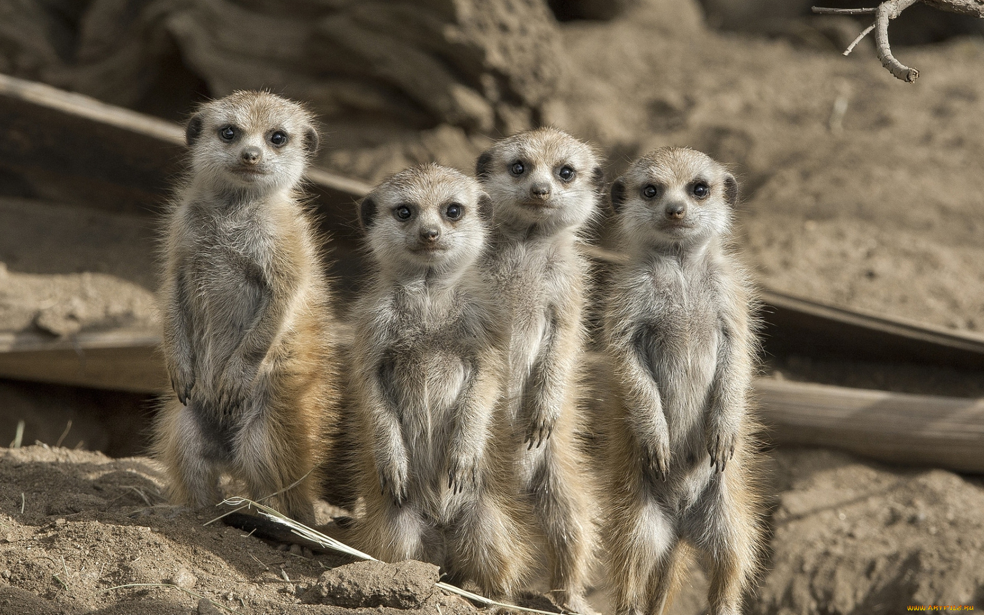 животные, сурикаты, грызуны, семья