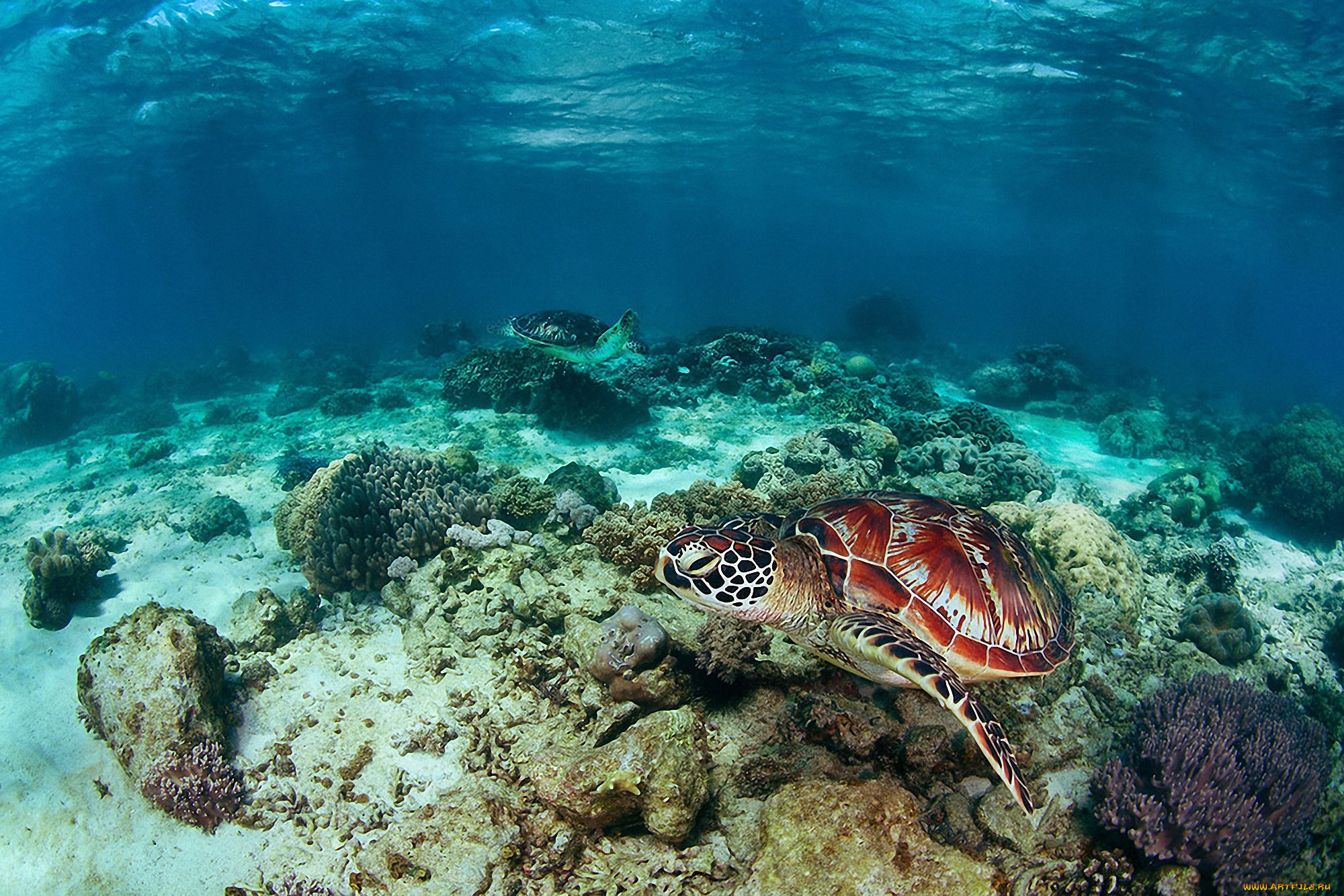 животные, Черепахи, море, черепаха, риф