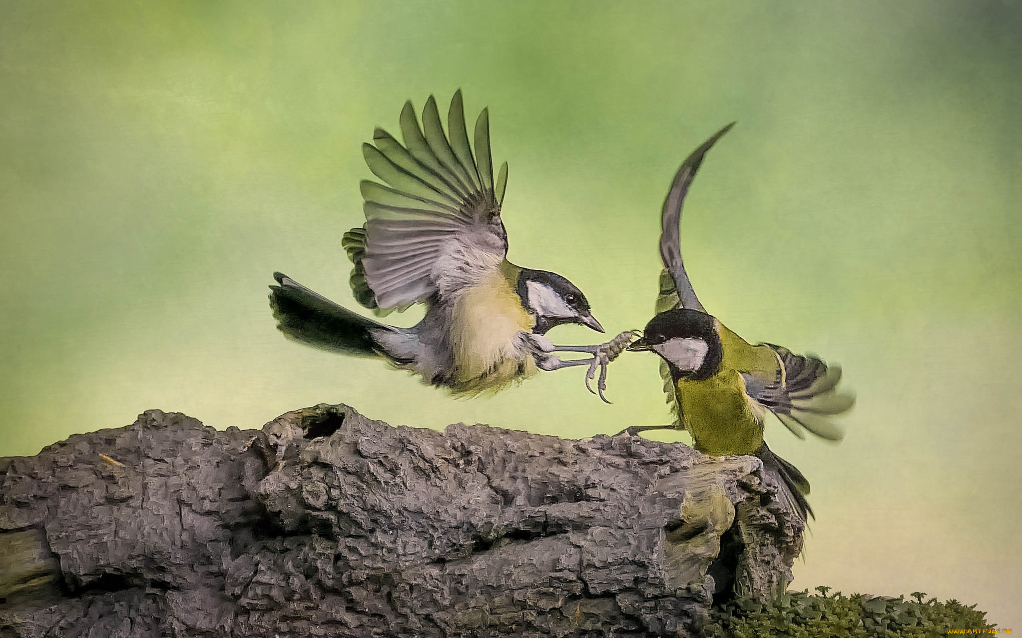 животные, синицы, , лазоревки, птичка