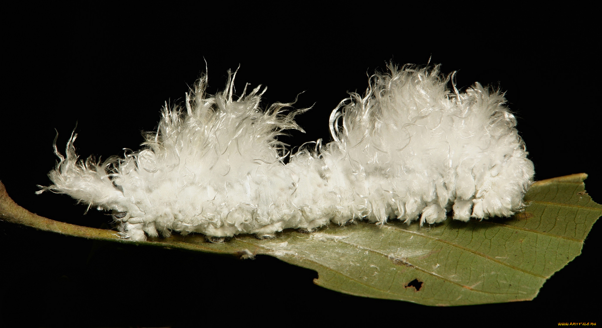 животные, гусеницы, гусеница