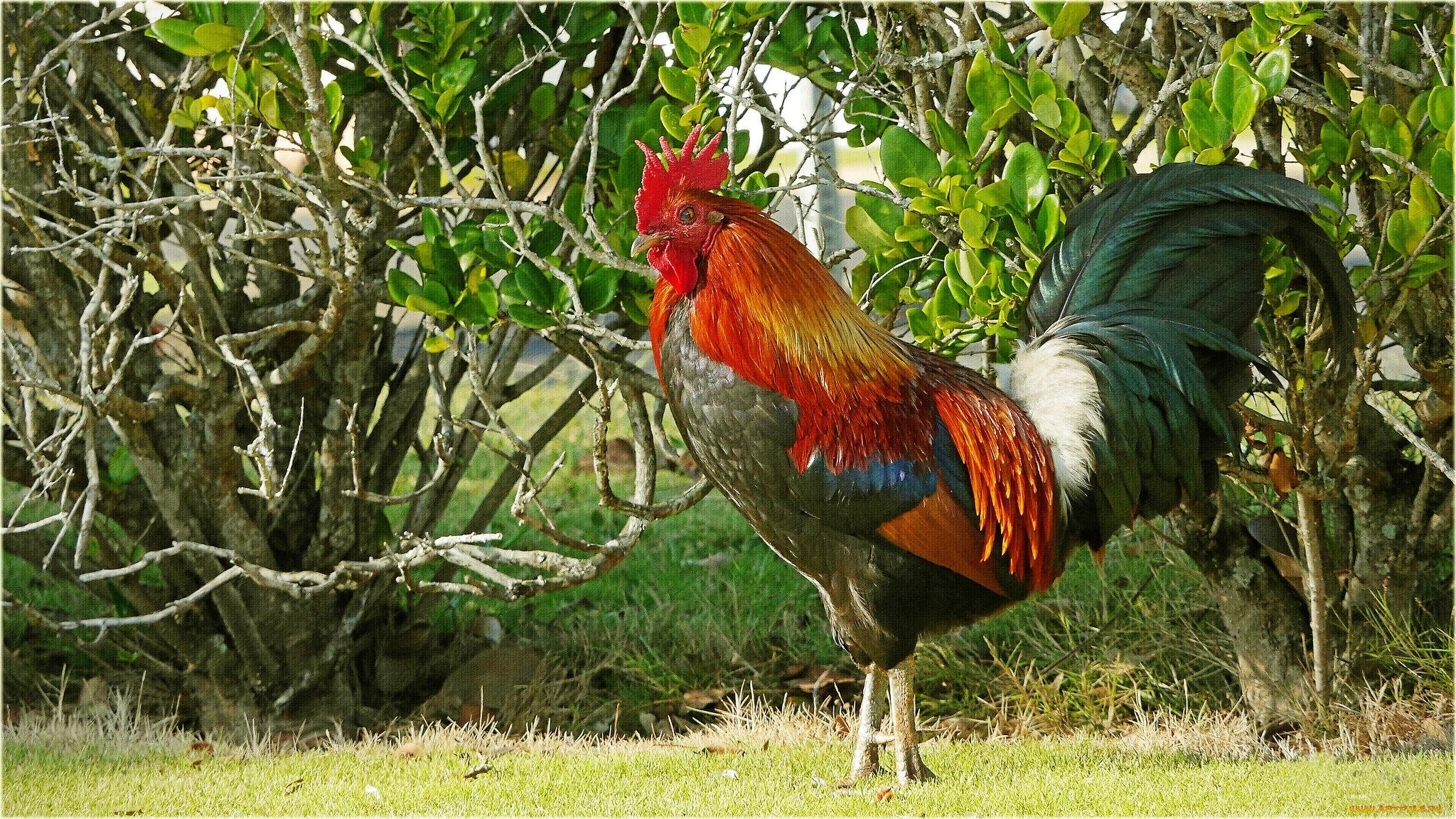 животные, куры, , петухи, петух