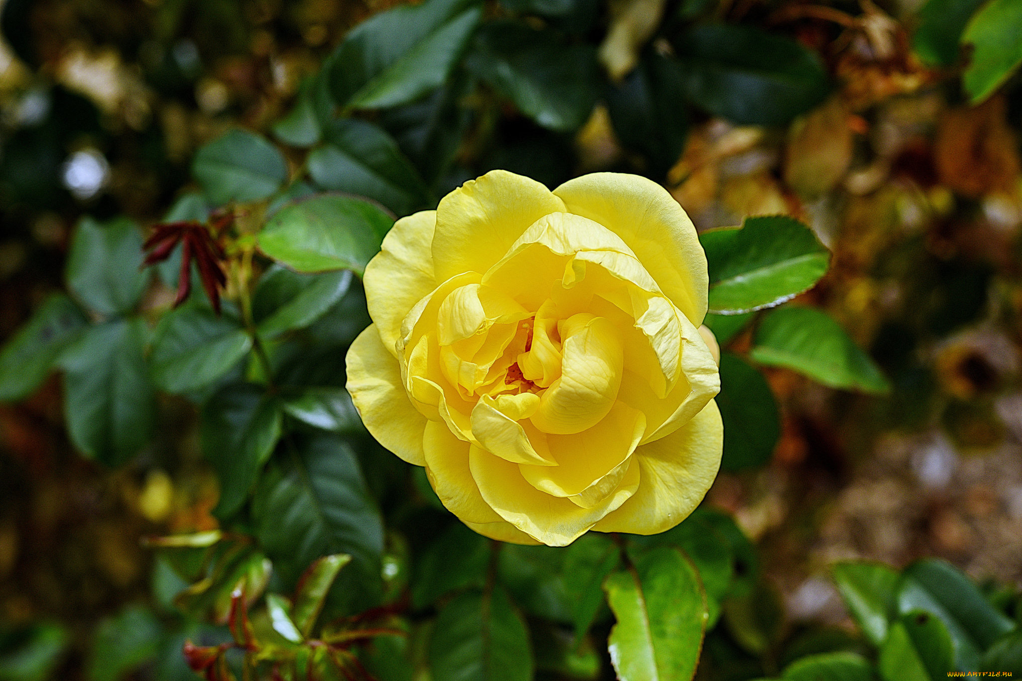 цветы, розы, бутон