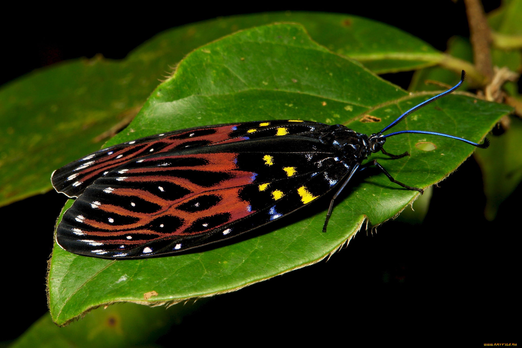 животные, бабочки, , мотыльки, , моли, бабочка
