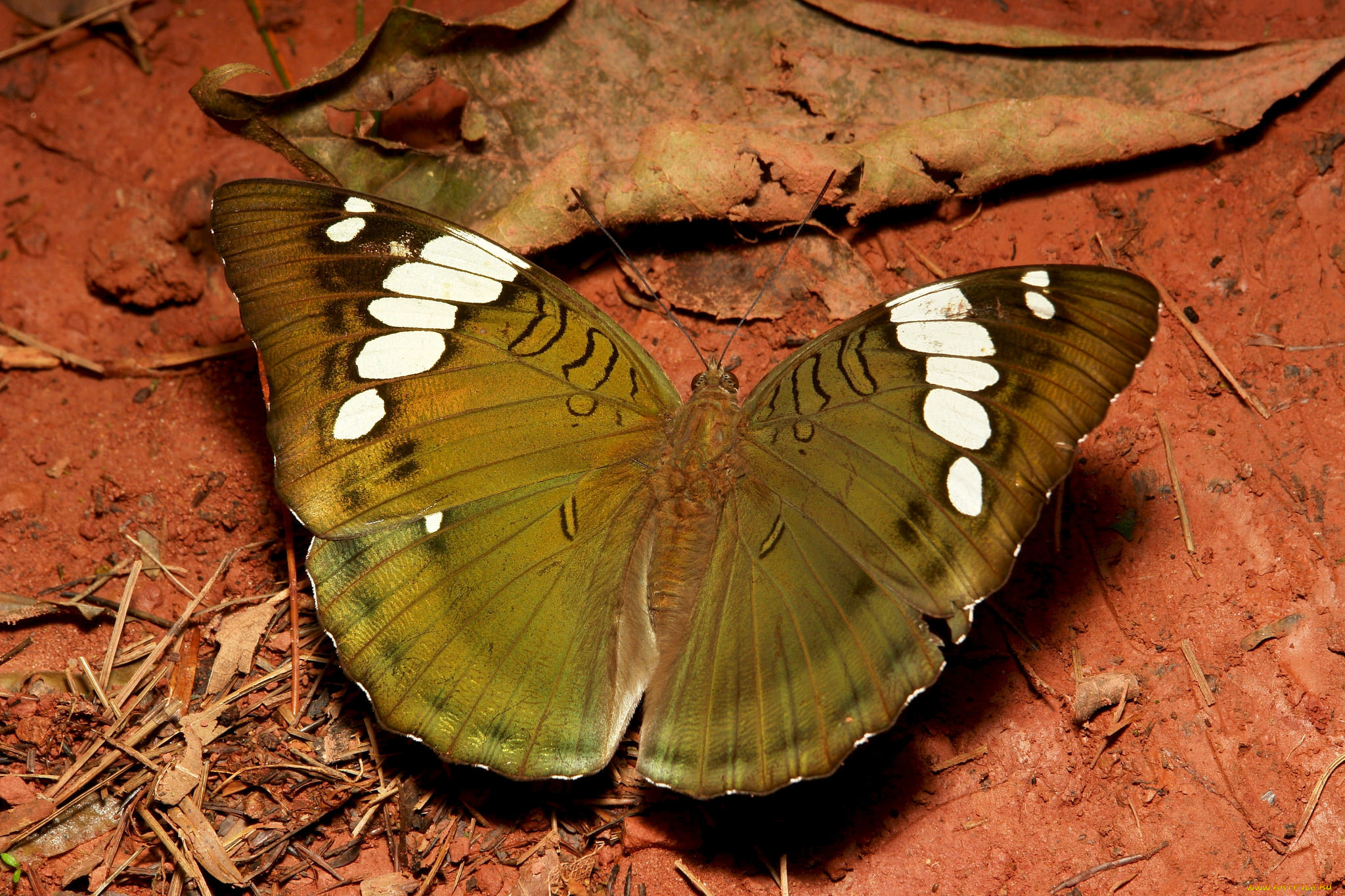 животные, бабочки, , мотыльки, , моли, бабочка