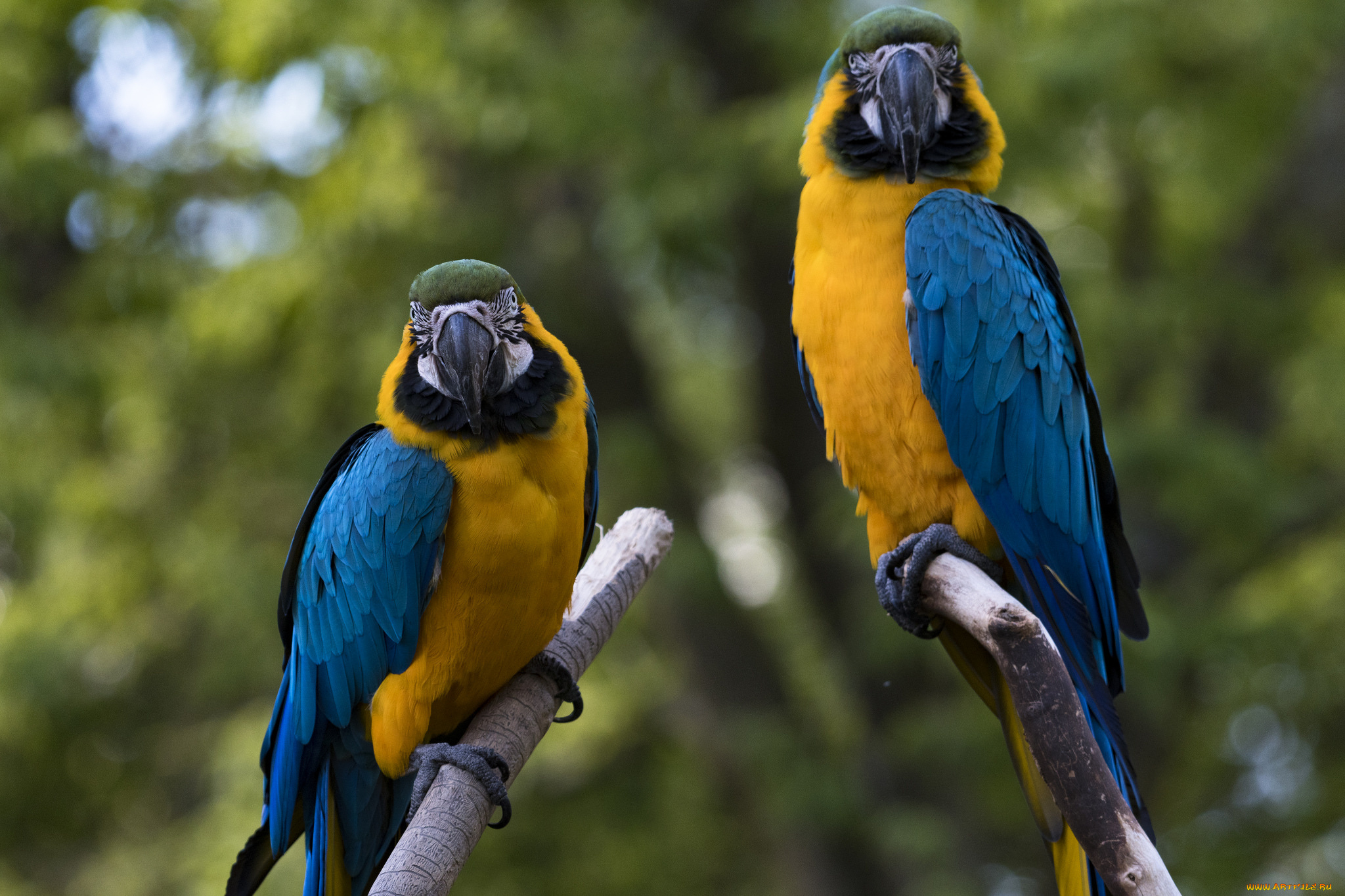 животные, попугаи, птичка