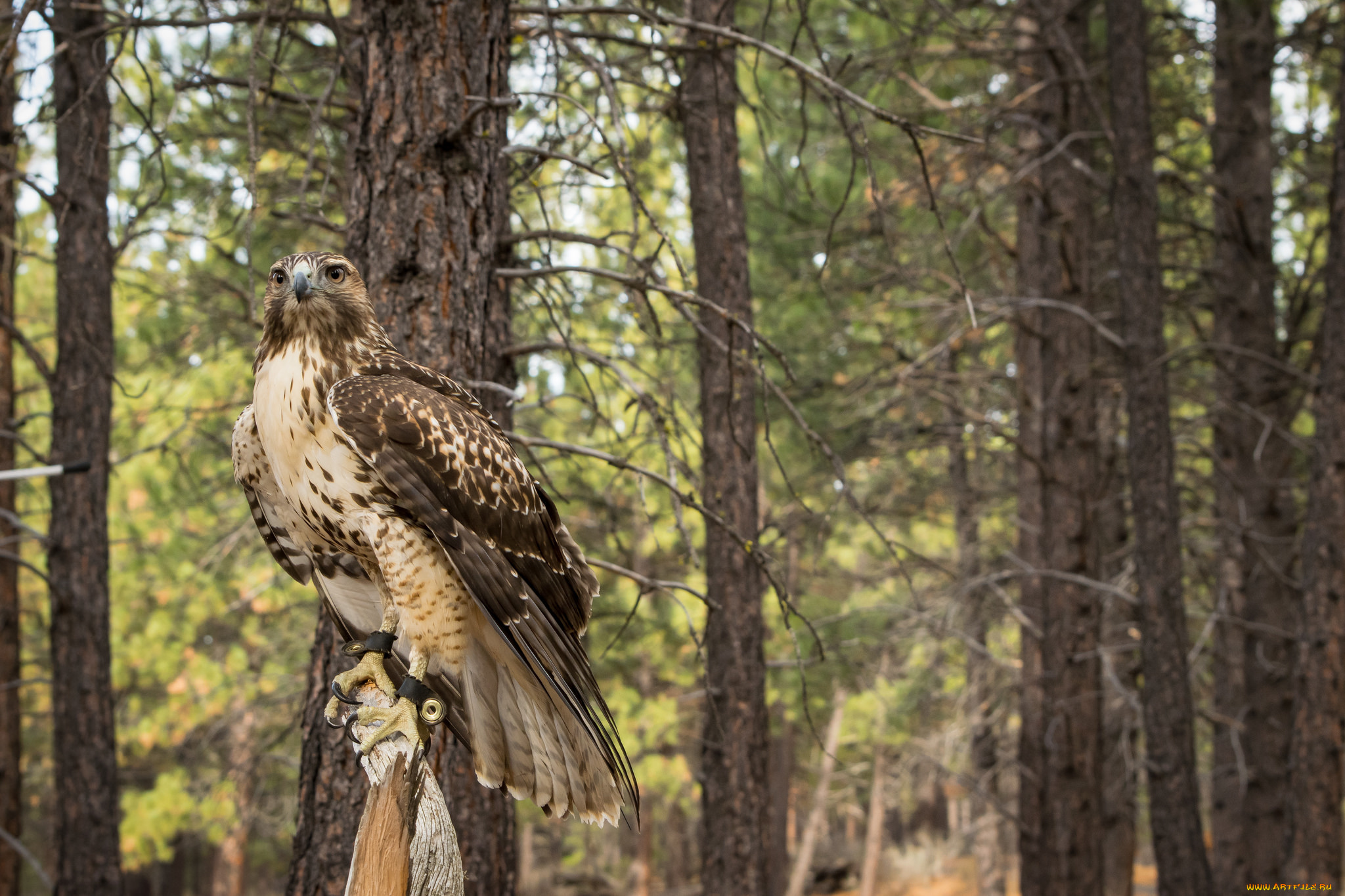животные, птицы, -, хищники, птичка
