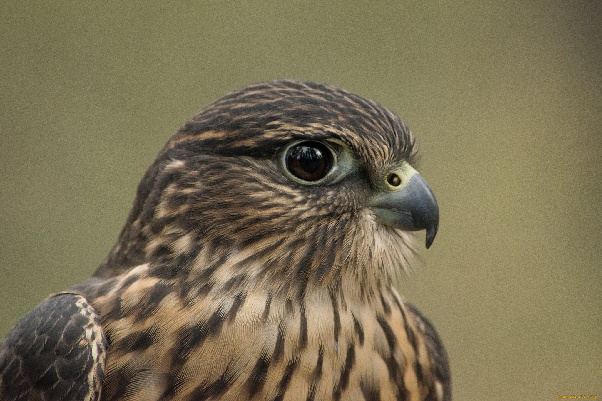 животные, птицы, -, хищники, птичка