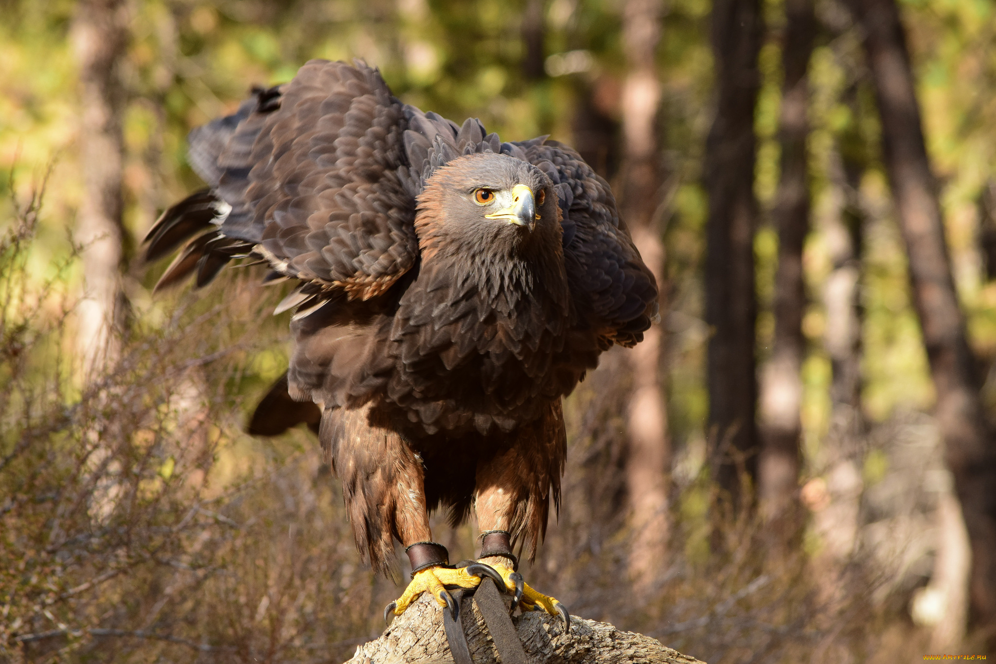 животные, птицы, -, хищники, птичка