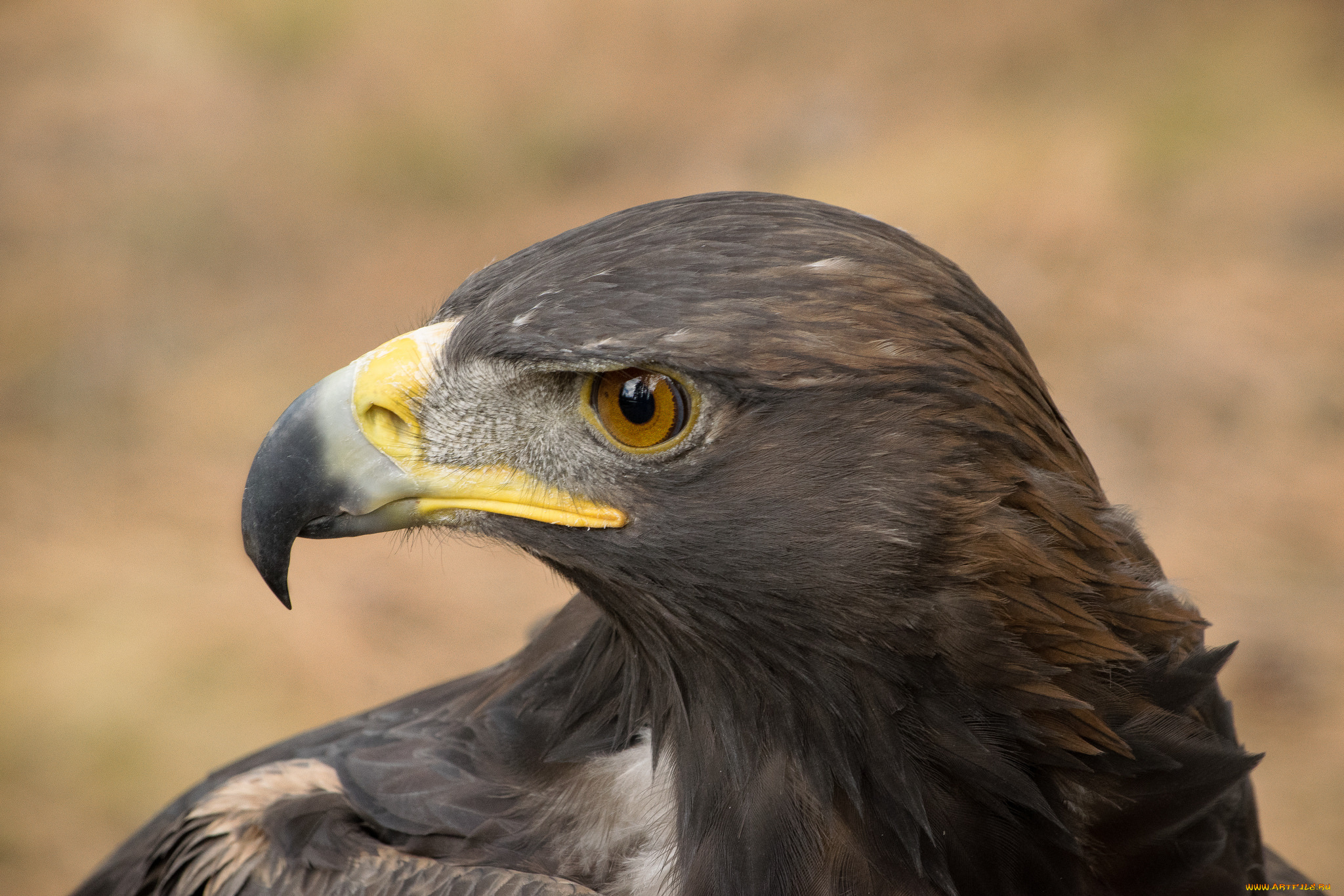 животные, птицы, -, хищники, птичка