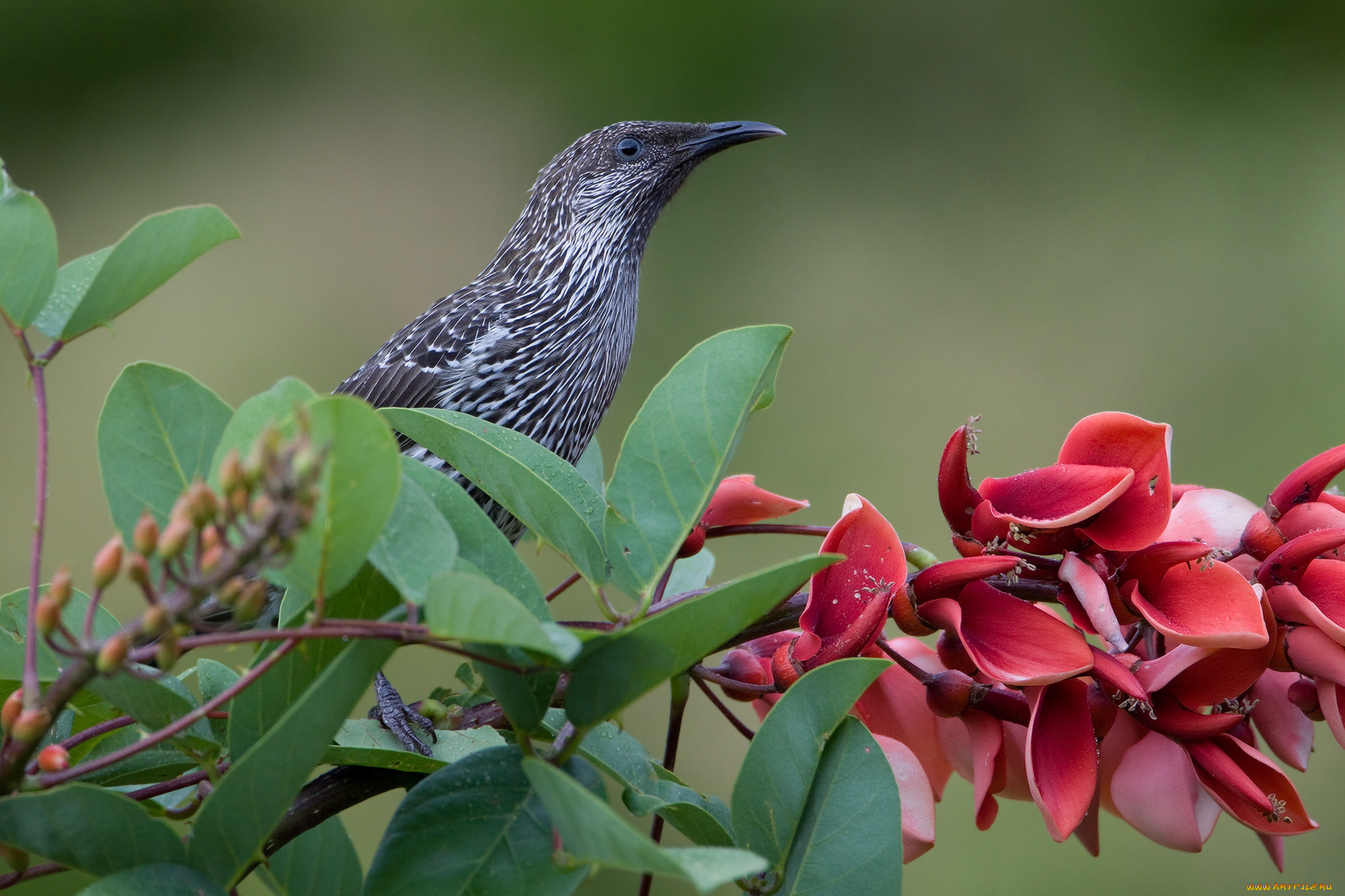 животные, птицы, птичка