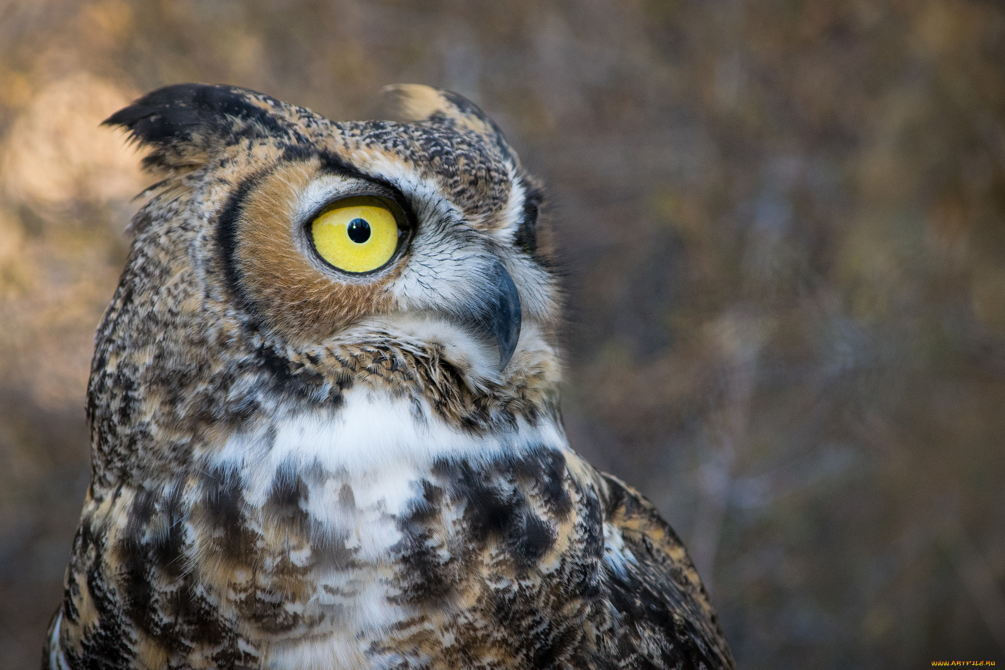 животные, совы, птичка