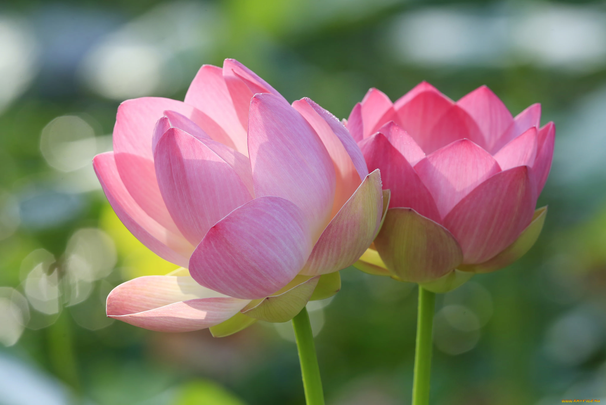 цветы, лотосы, стебель, лотос, лепестки, макро, пара