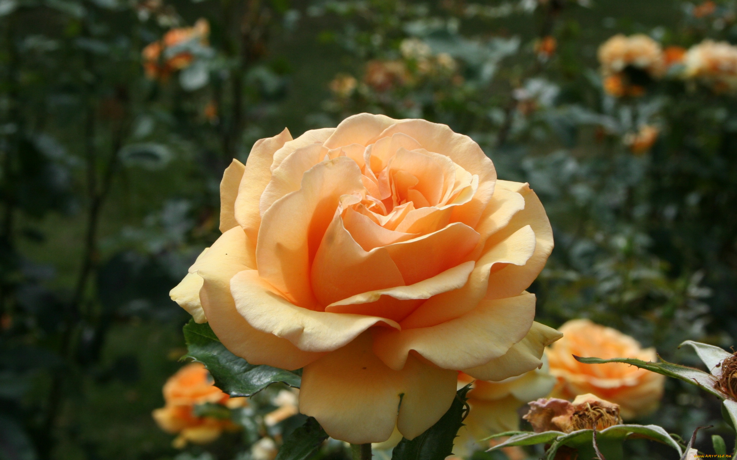 цветы, розы, чайная, роза