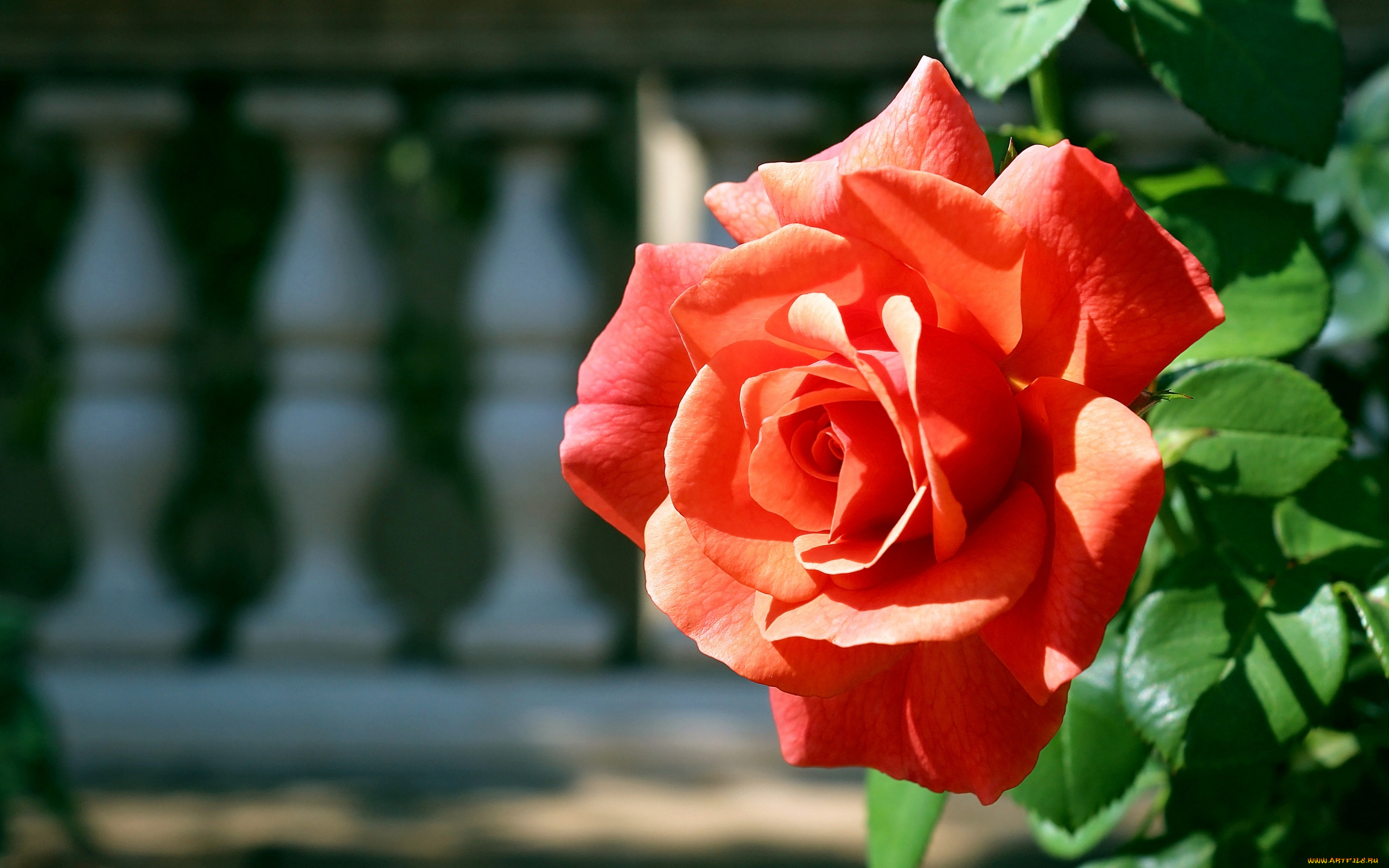 цветы, розы, розовый