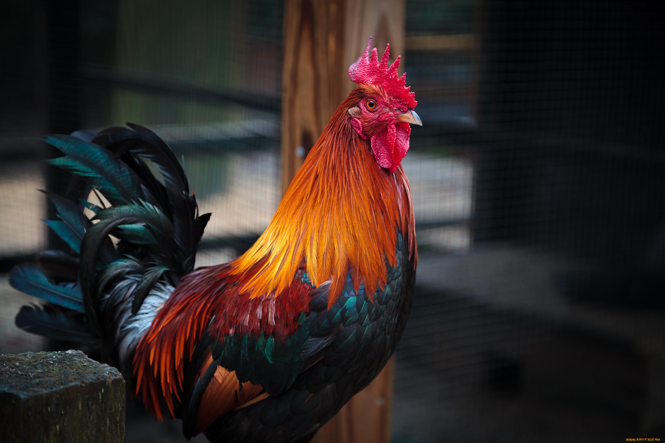 животные, куры, , петухи, петух