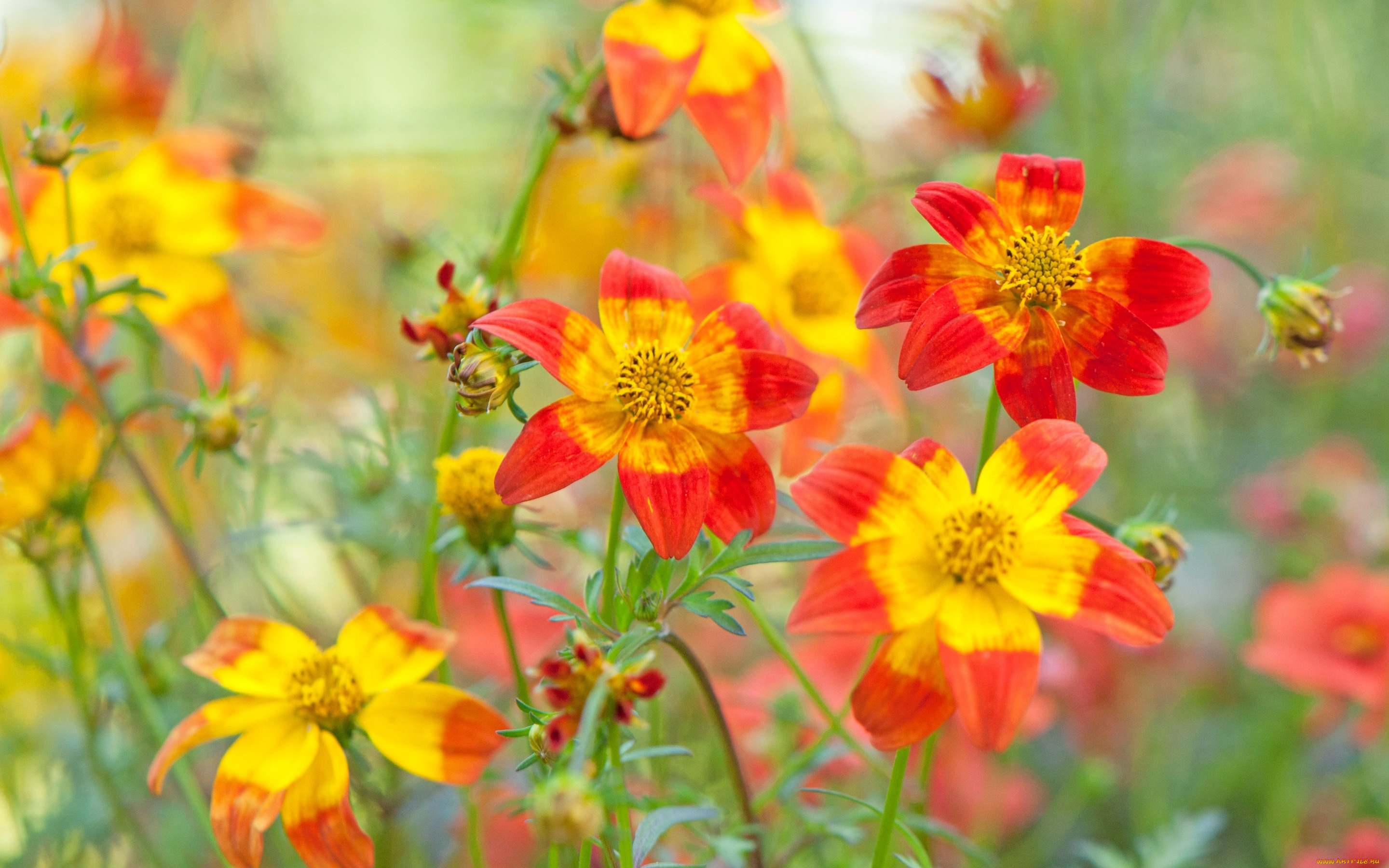 цветы, космея, природа, растение, лепестки, поле, луг