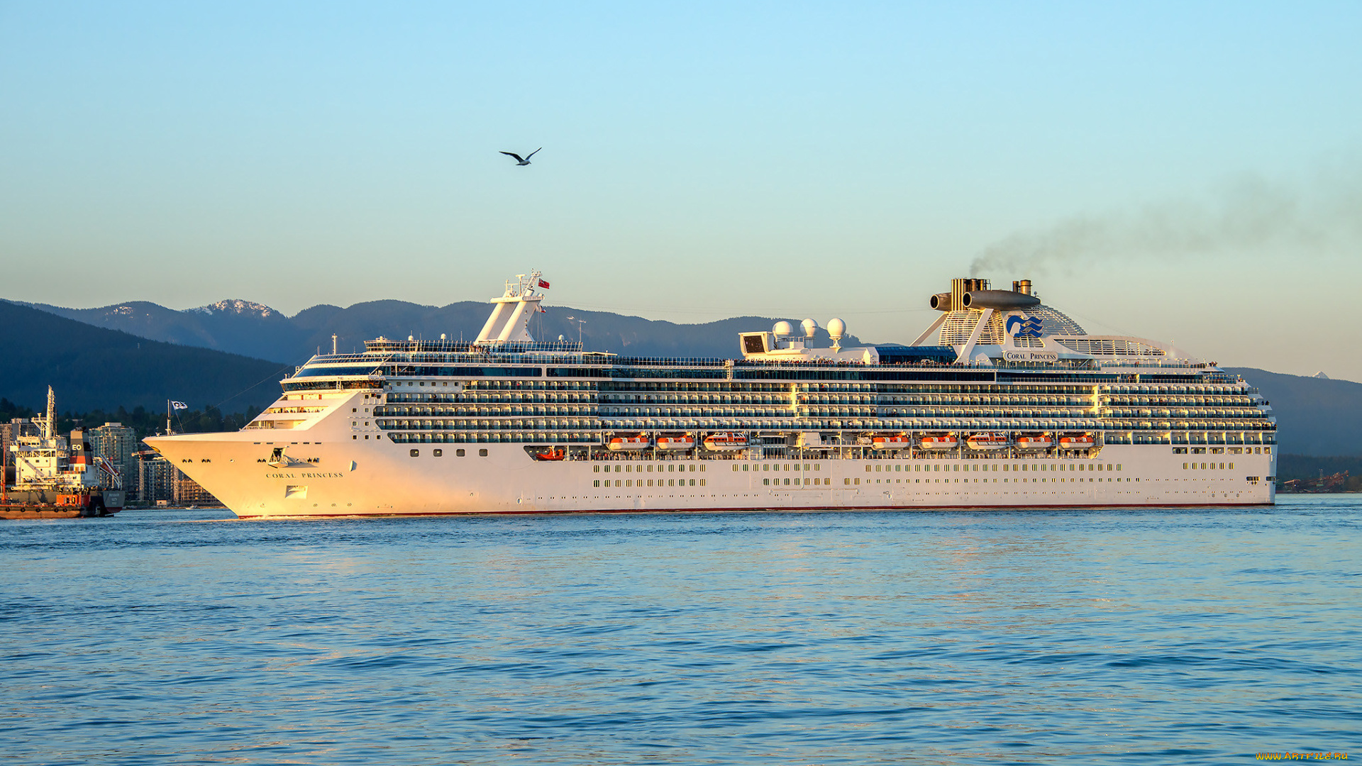 coral, princess, корабли, лайнеры, круиз, лайнер