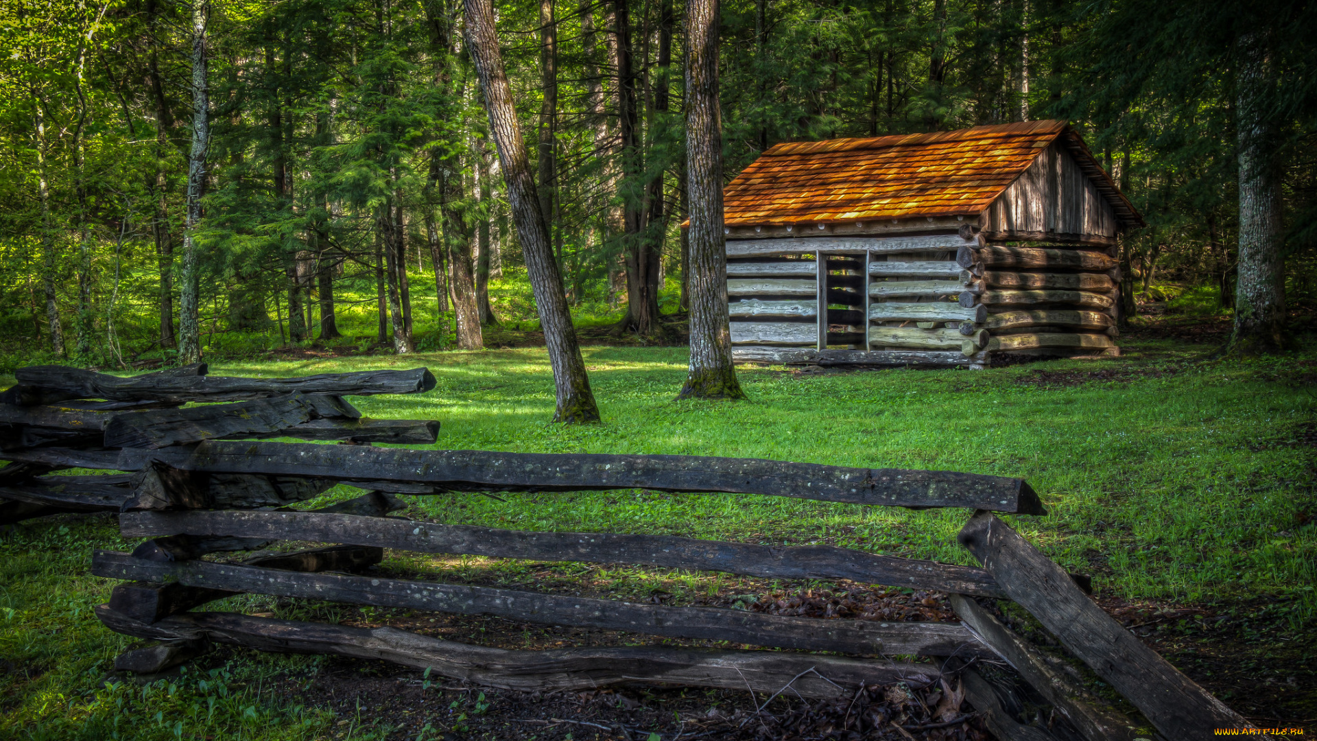 природа, лес, простор