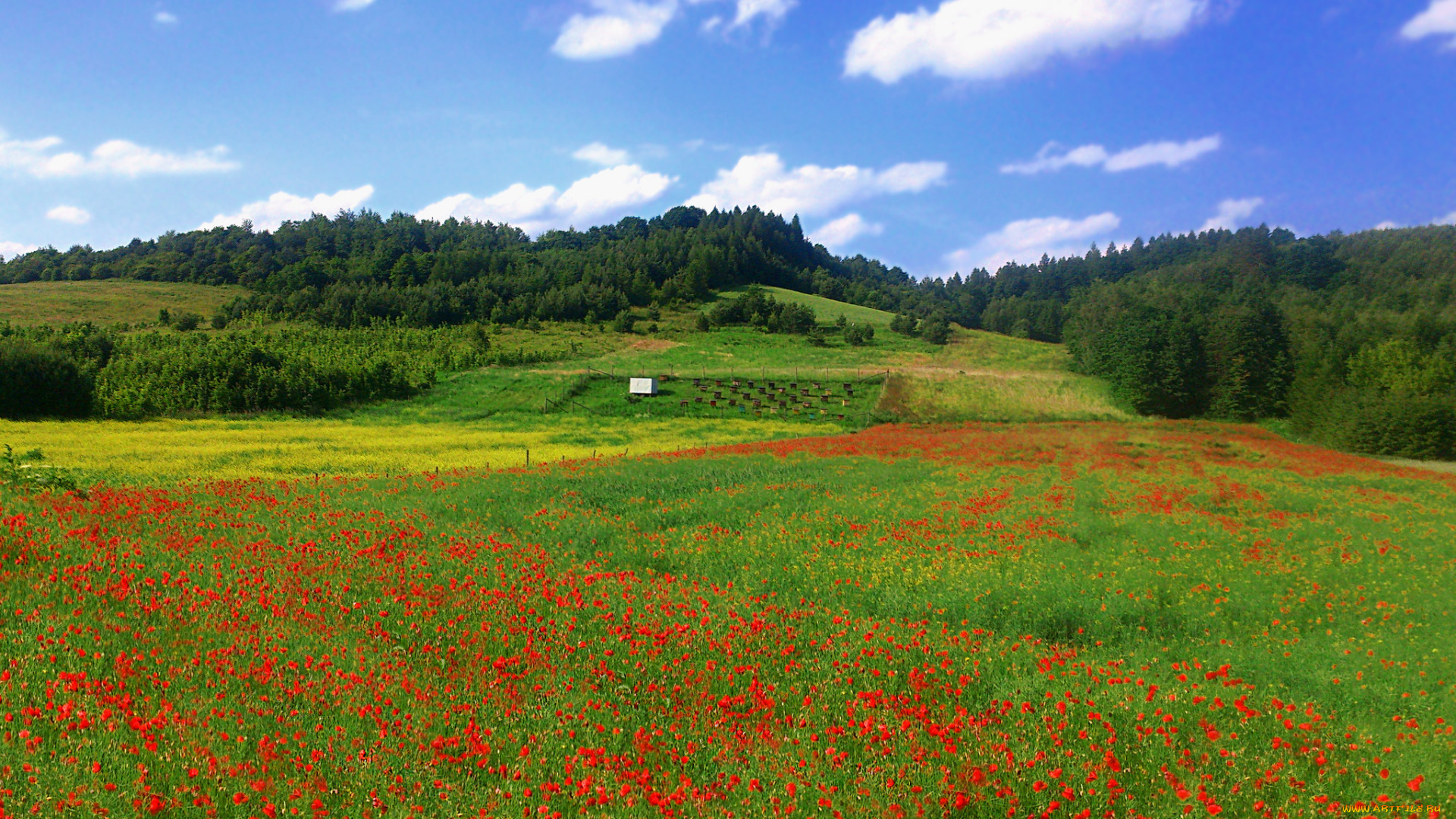 природа, луга, простор