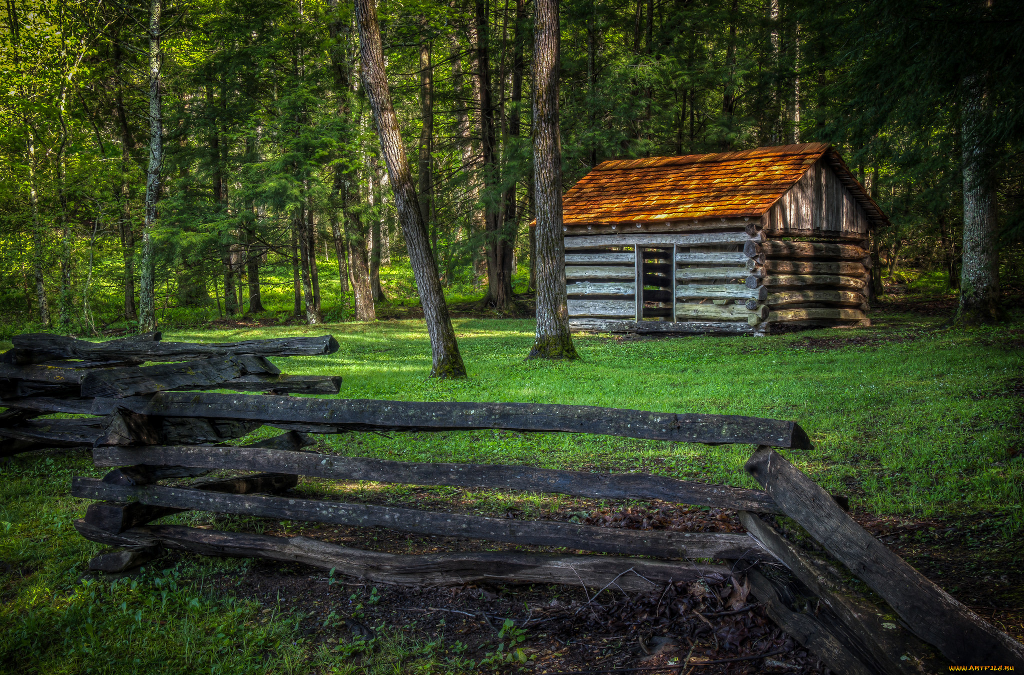 природа, лес, простор