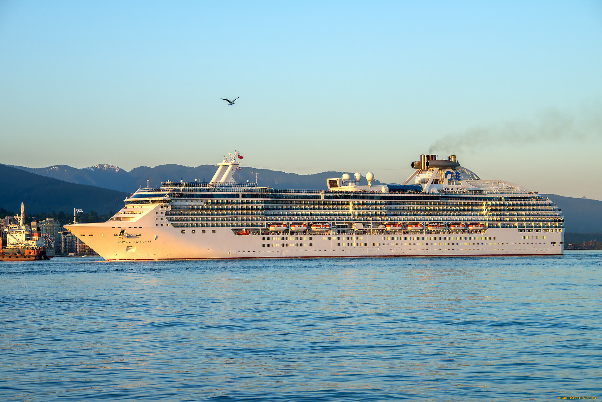 coral, princess, корабли, лайнеры, круиз, лайнер