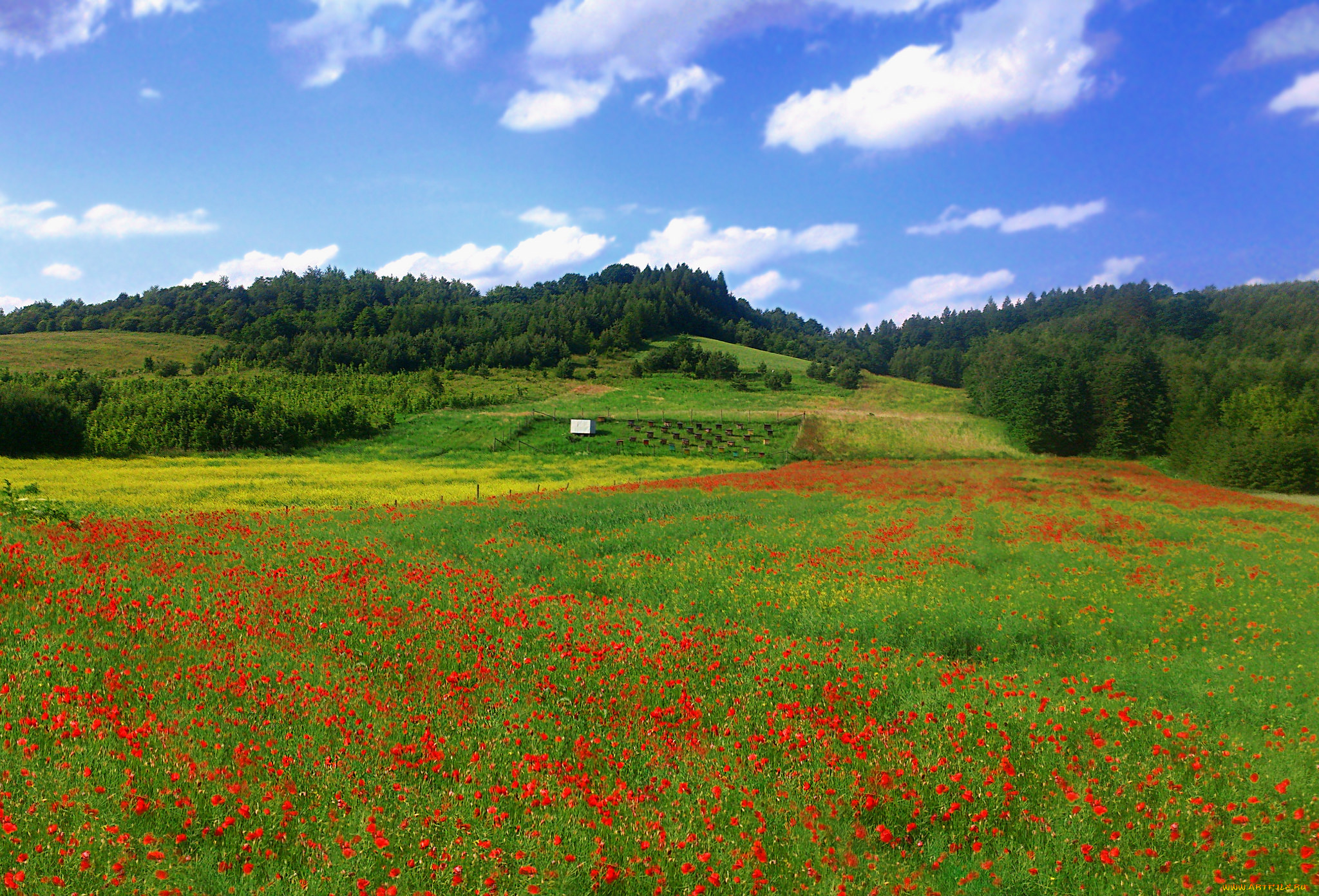 природа, луга, простор