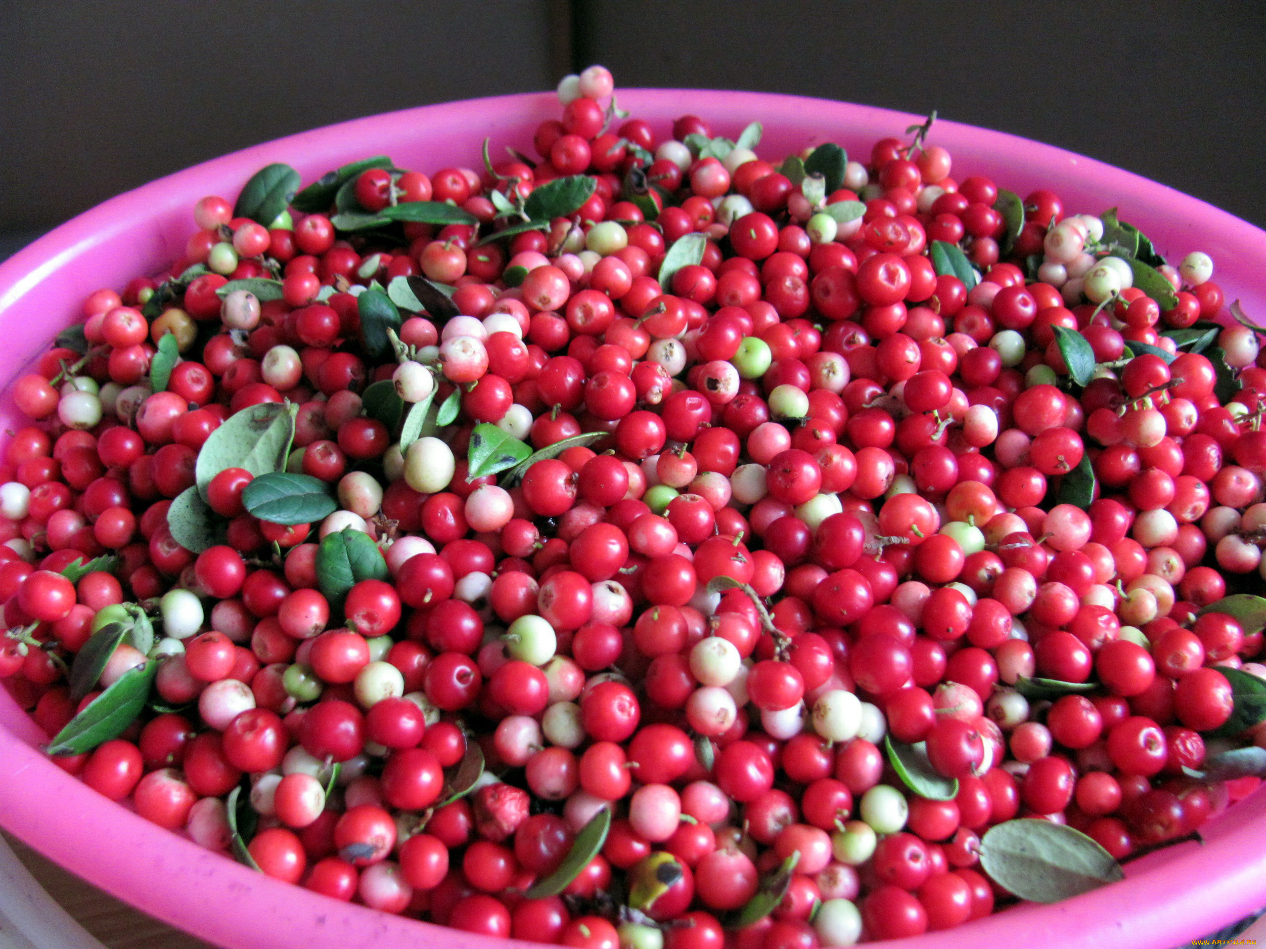 еда, брусника, ягоды, много