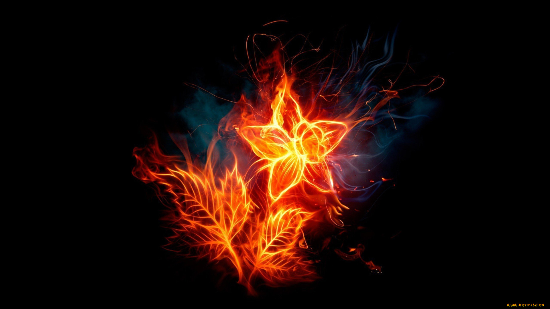 3д, графика, цветы, , flowers, цветок, огонь