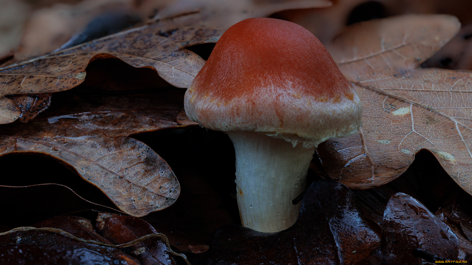 природа, грибы, гриб