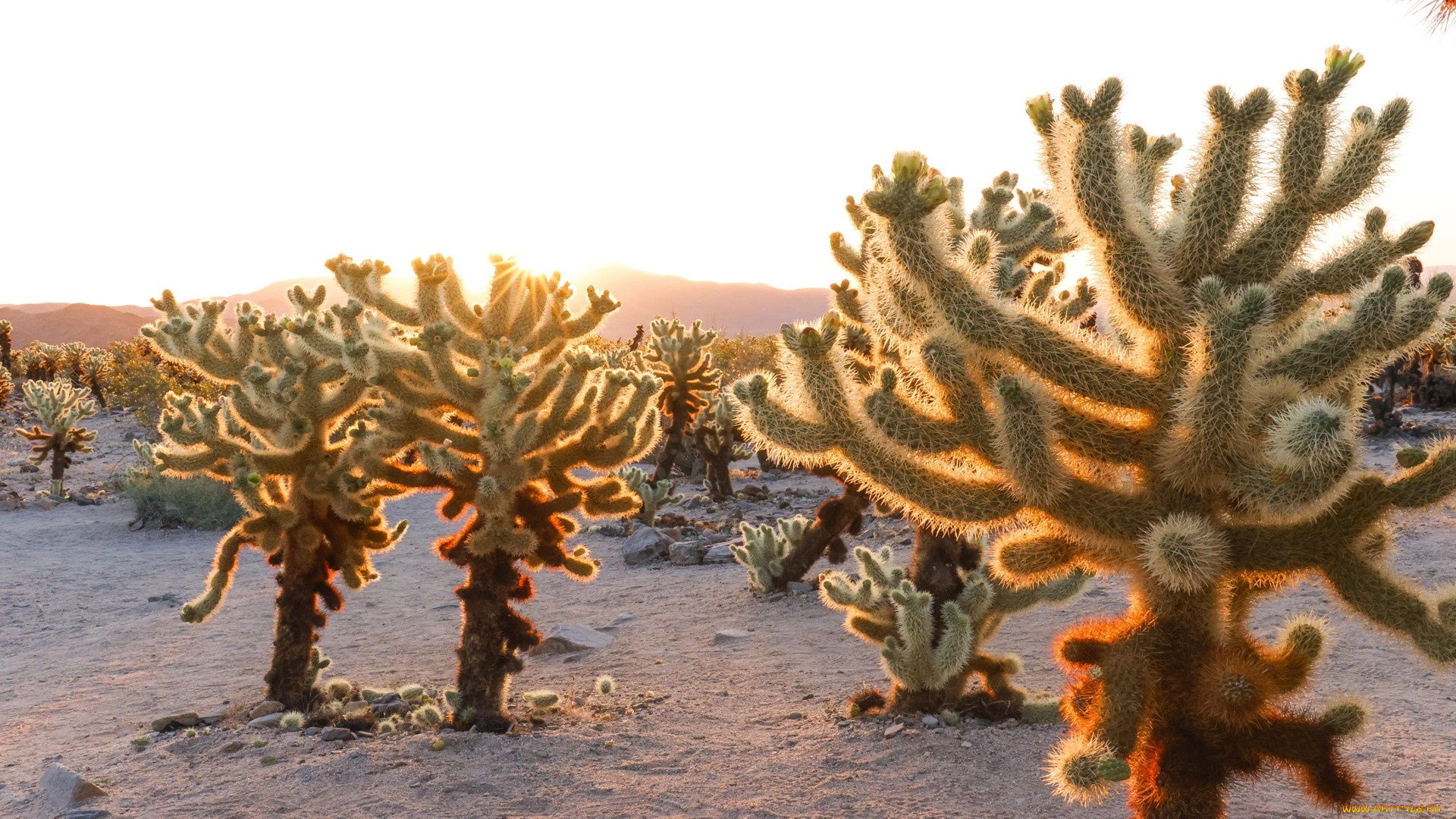 cholla, cactus, garden, joshua, tree, np, california, природа, деревья, cholla, cactus, garden, joshua, tree, np