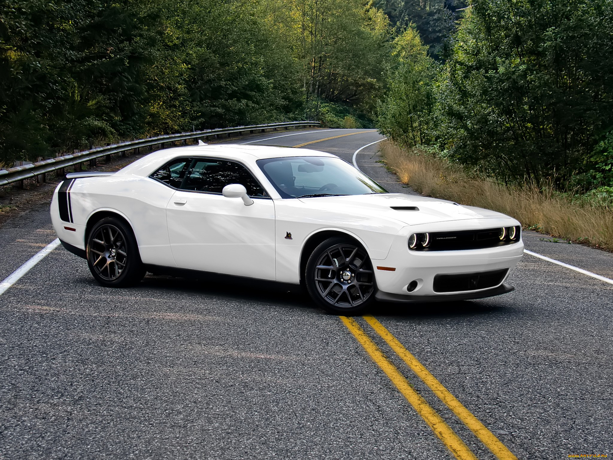 dodge, challenger, автомобили, dodge, белый, дорога, лес