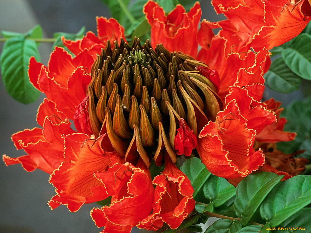 цветы, цветущие, деревья, кустарники