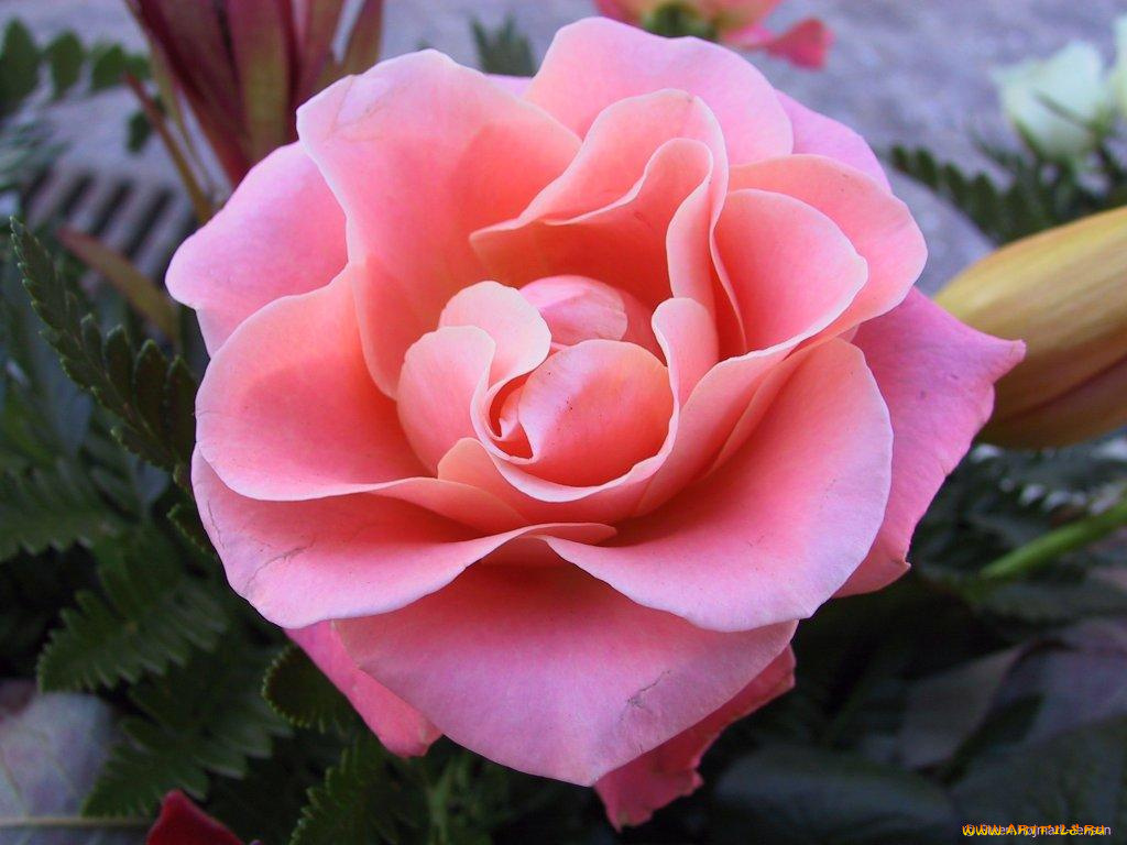 цветы, розы