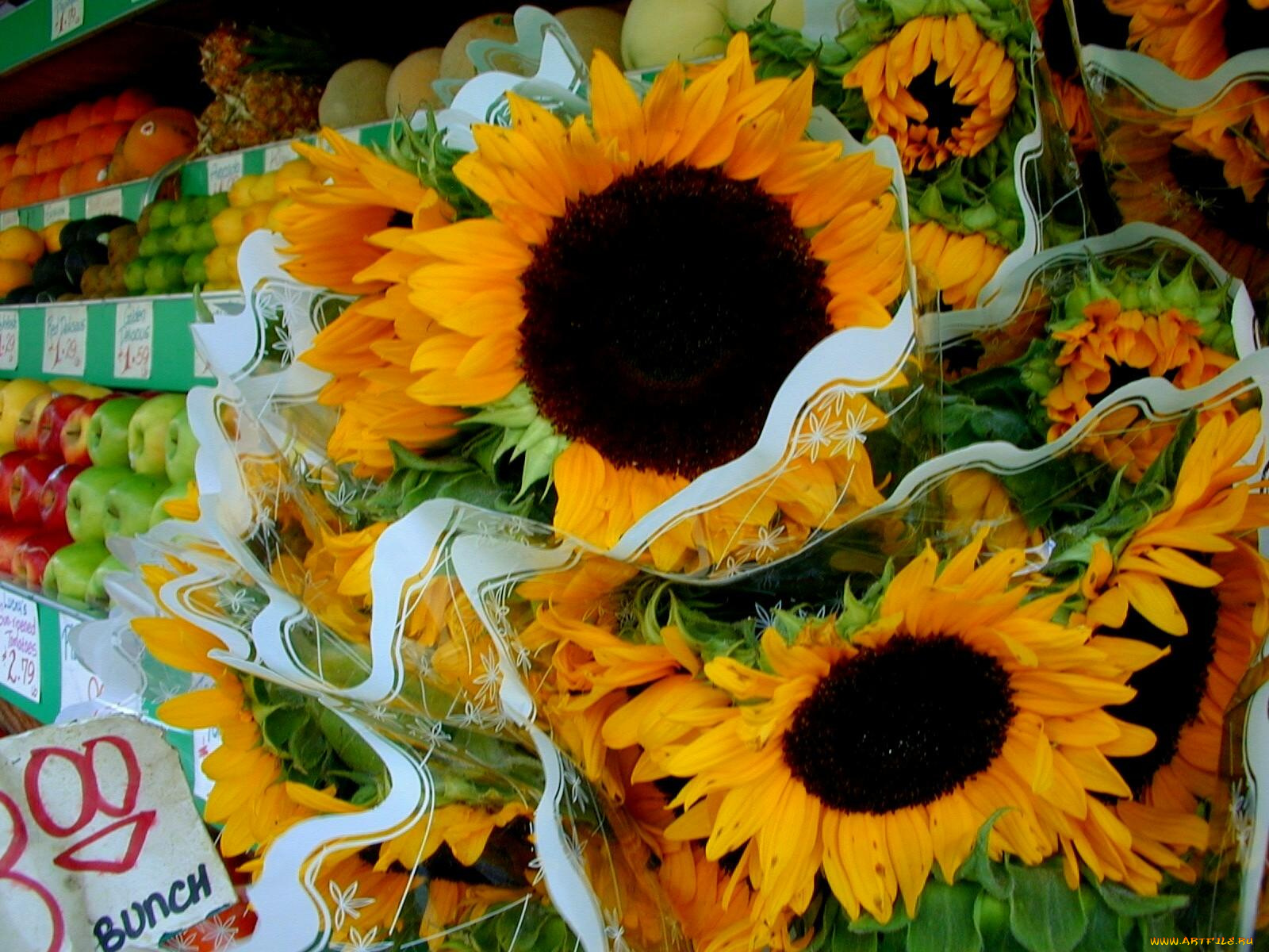цветы, подсолнухи