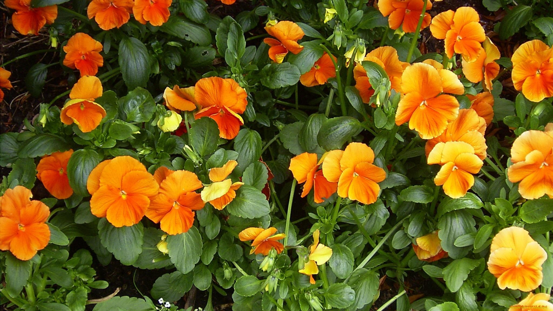 цветы, анютины, глазки, садовые, фиалки