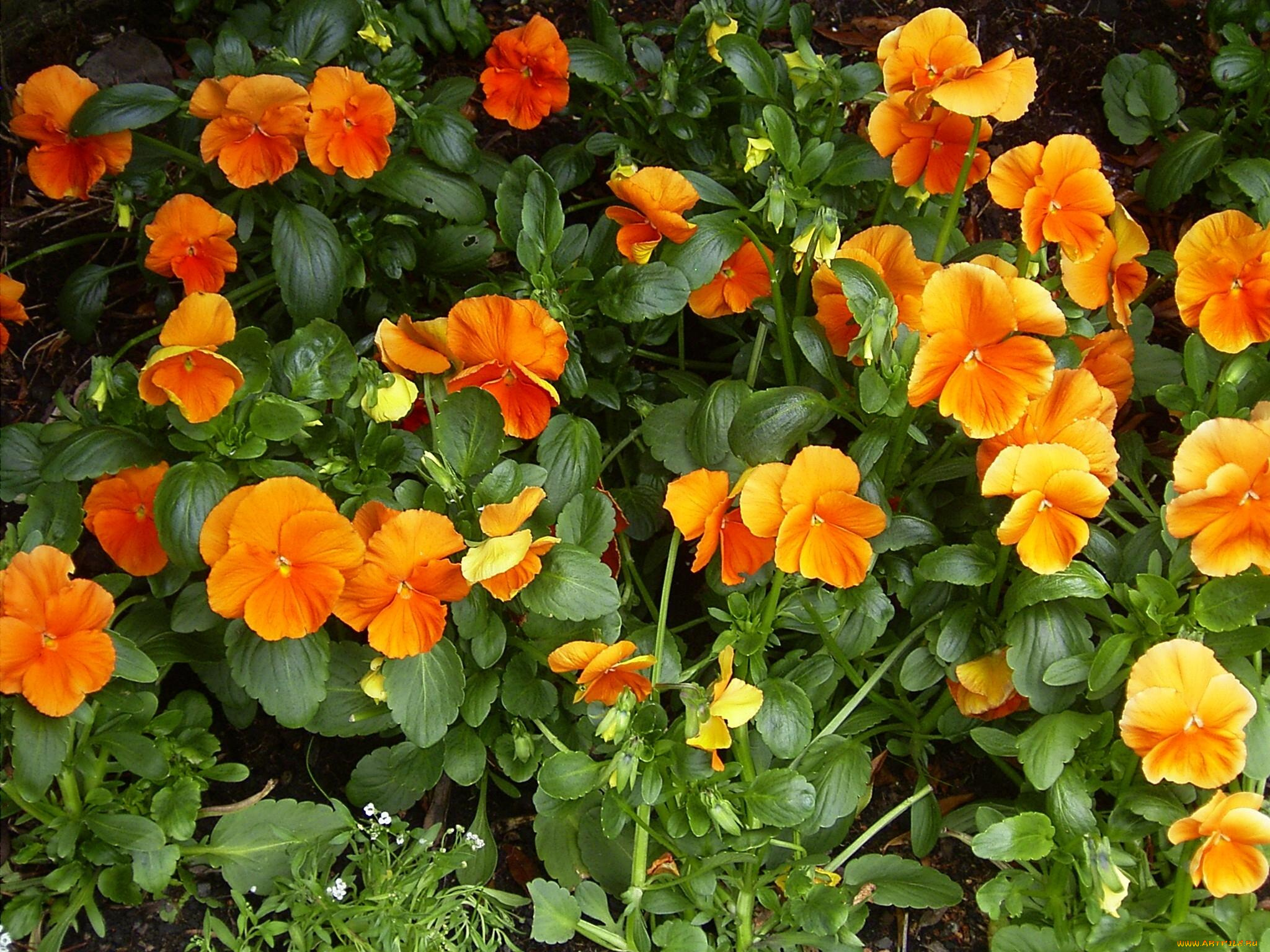 цветы, анютины, глазки, садовые, фиалки