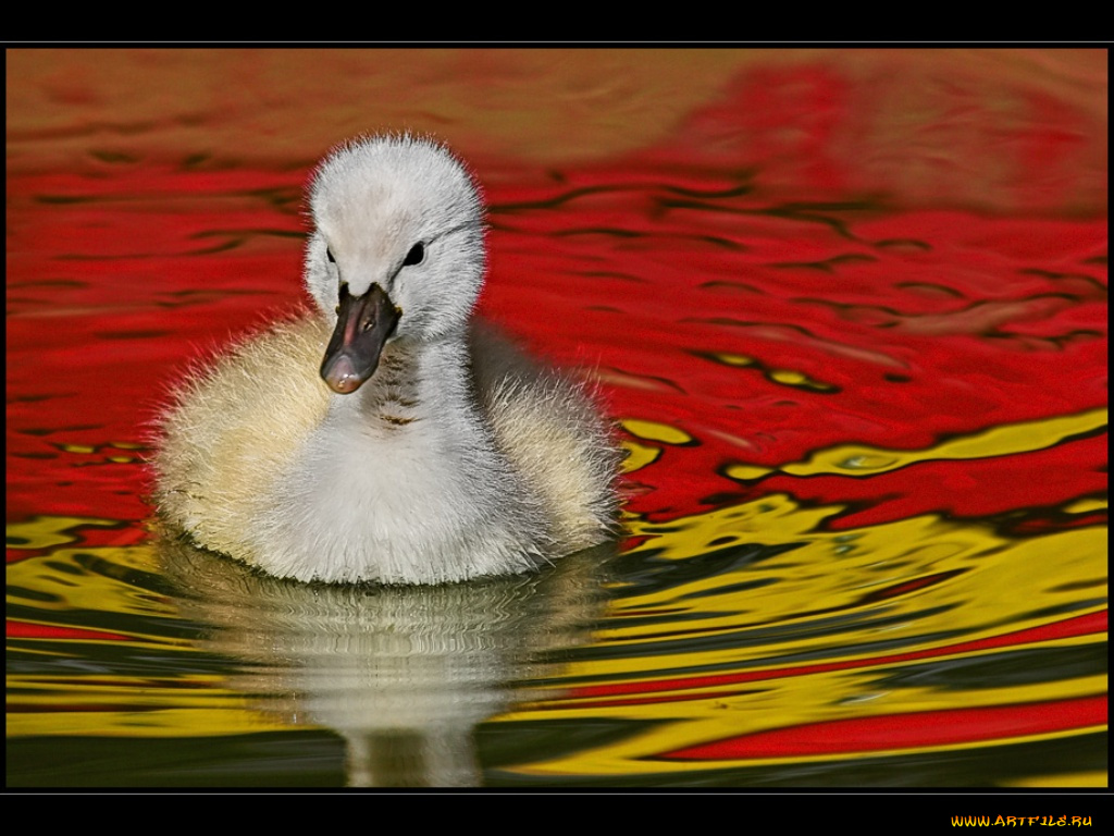 животные, лебеди