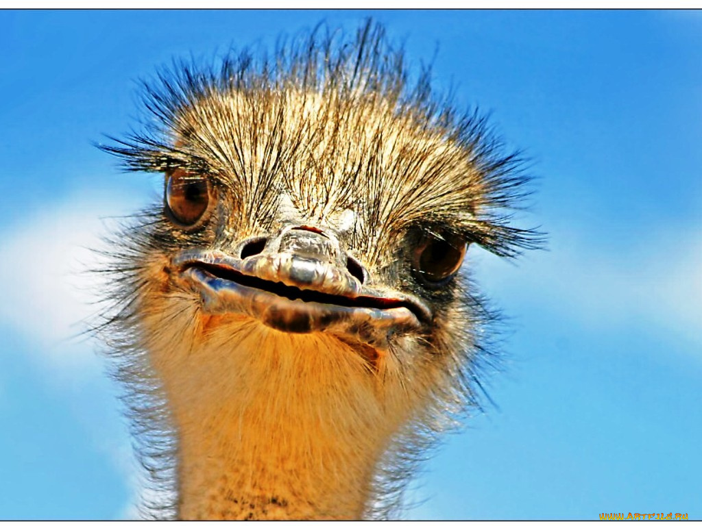 животные, страусы