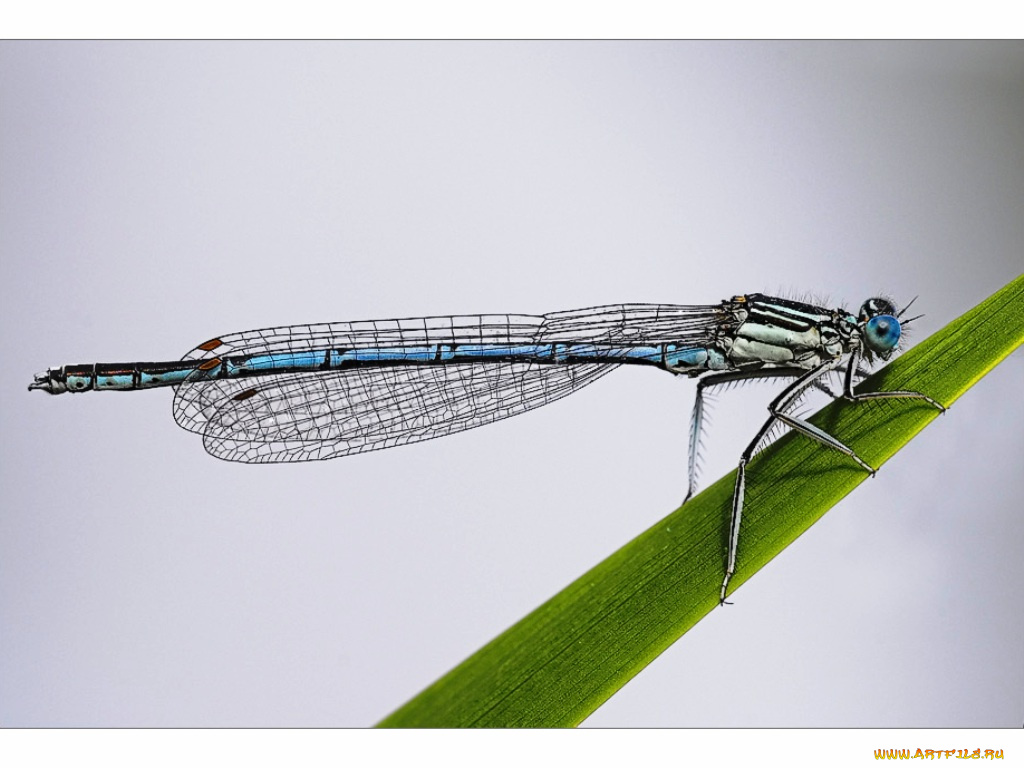 животные, стрекозы