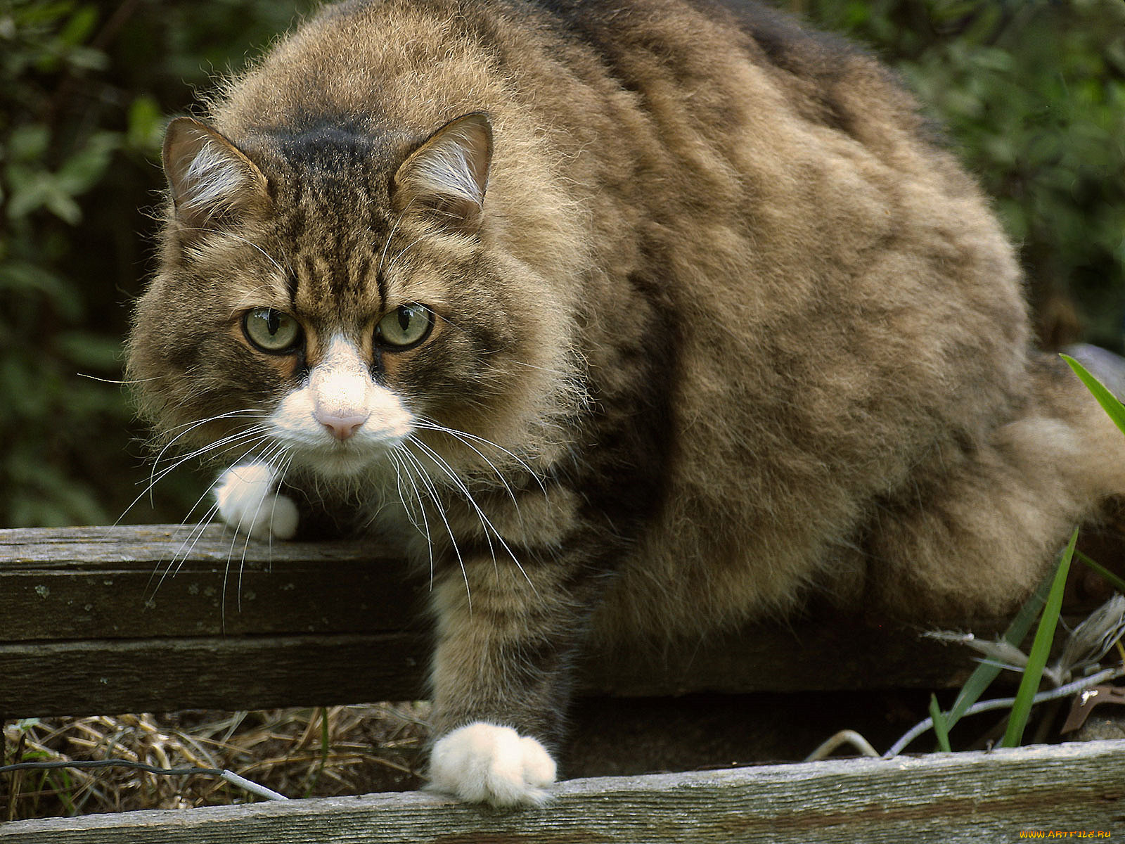 животные, коты