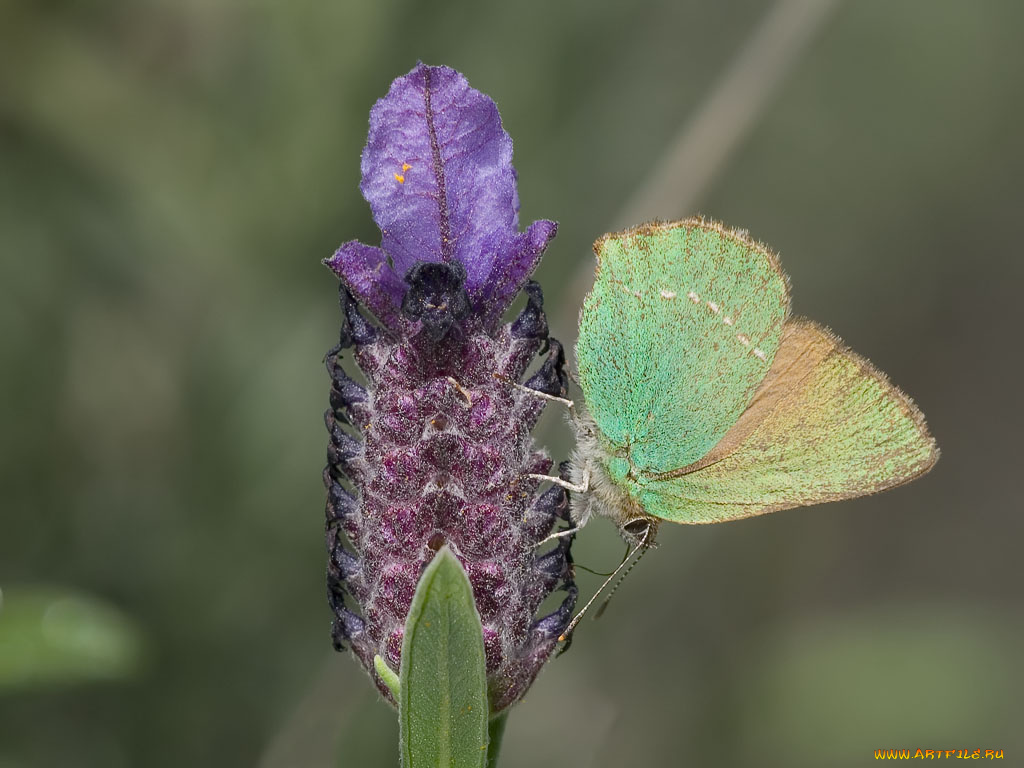 животные, бабочки